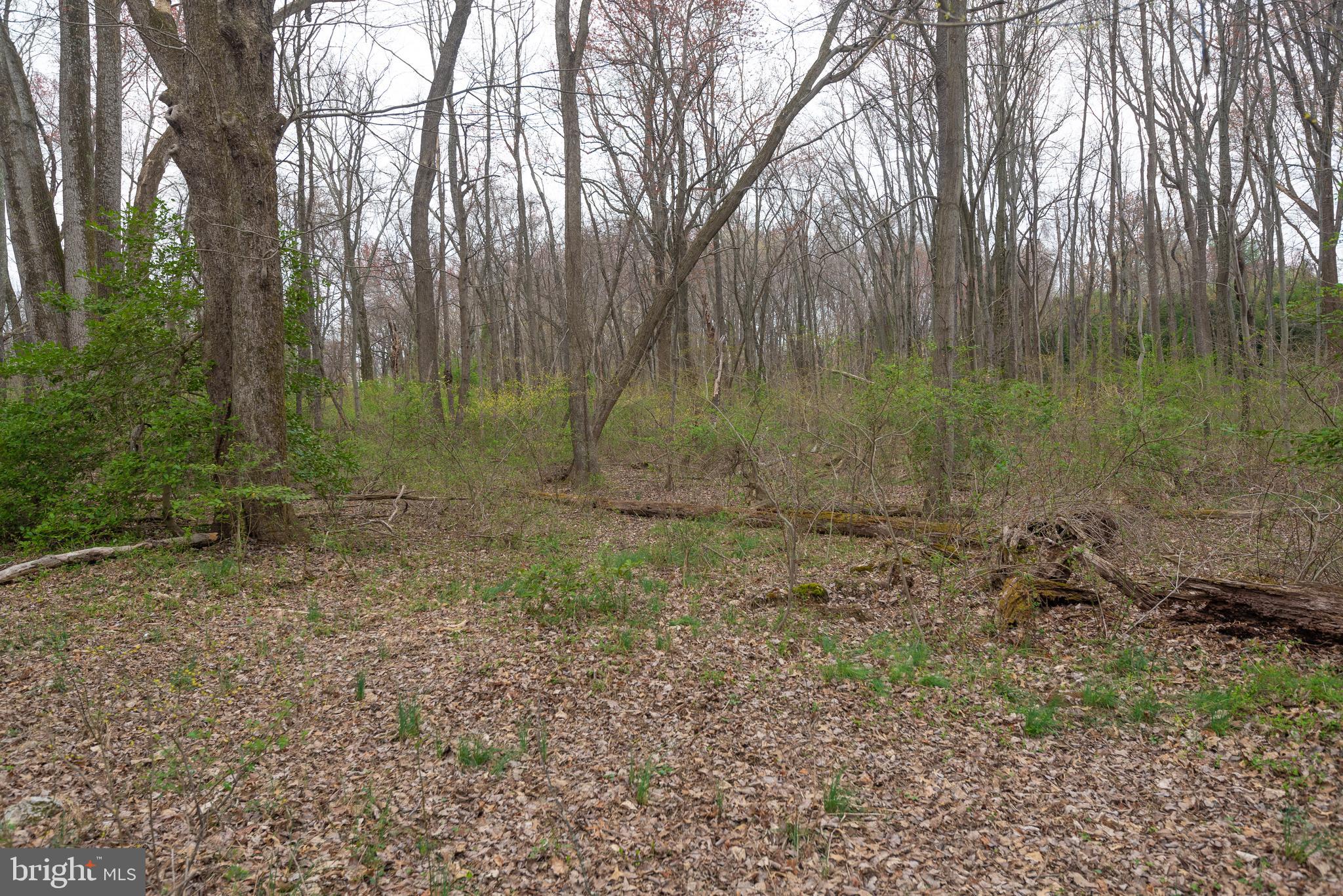 19601 Darnestown Road Beallsville, MD 20839 - Photo 42 of 119 a view of a forest with trees in the background