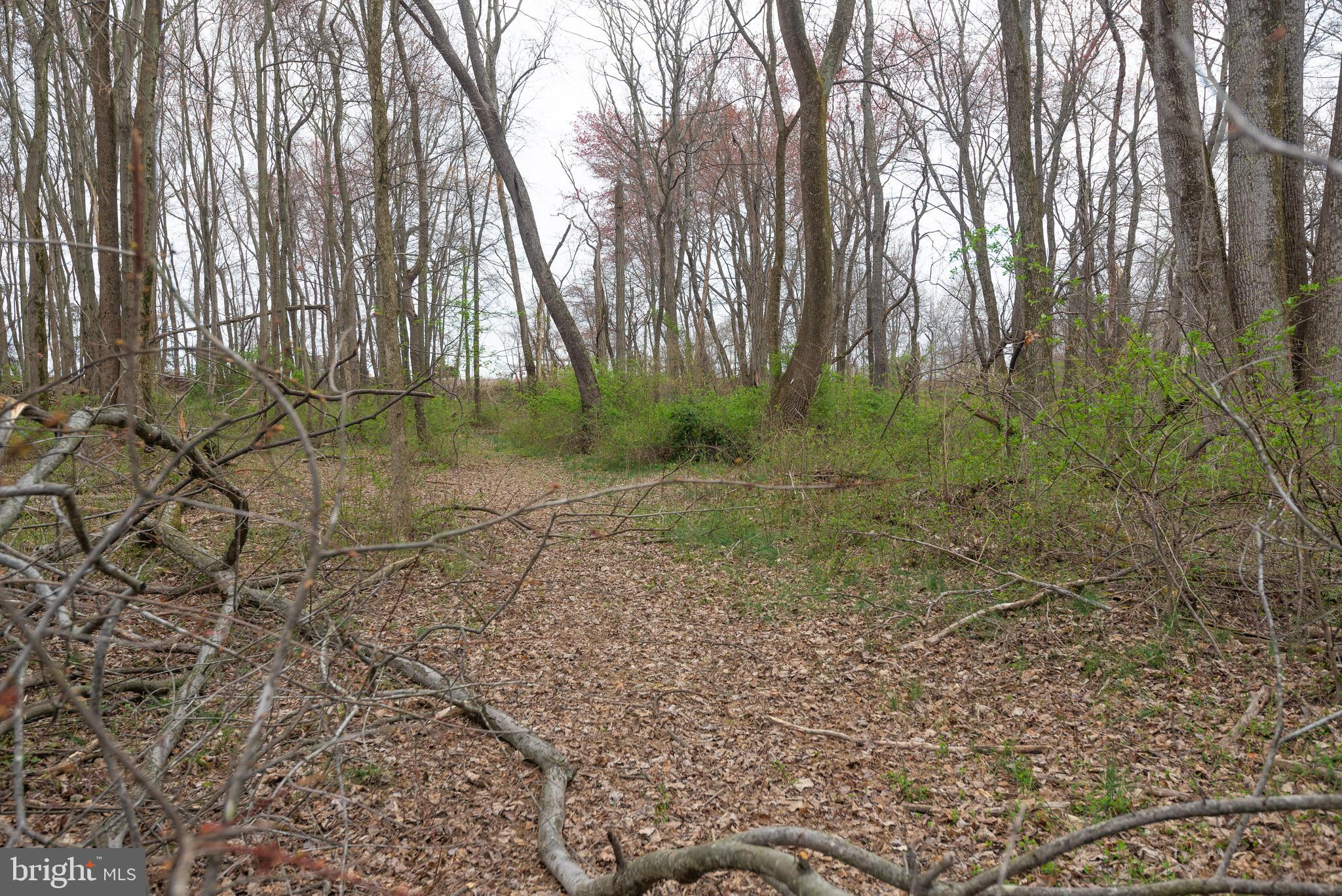 19601 Darnestown Road Beallsville, MD 20839 - Photo 44 of 119 a view of a forest with trees in the background