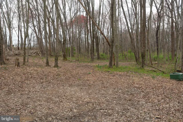 a view of a forest from a window