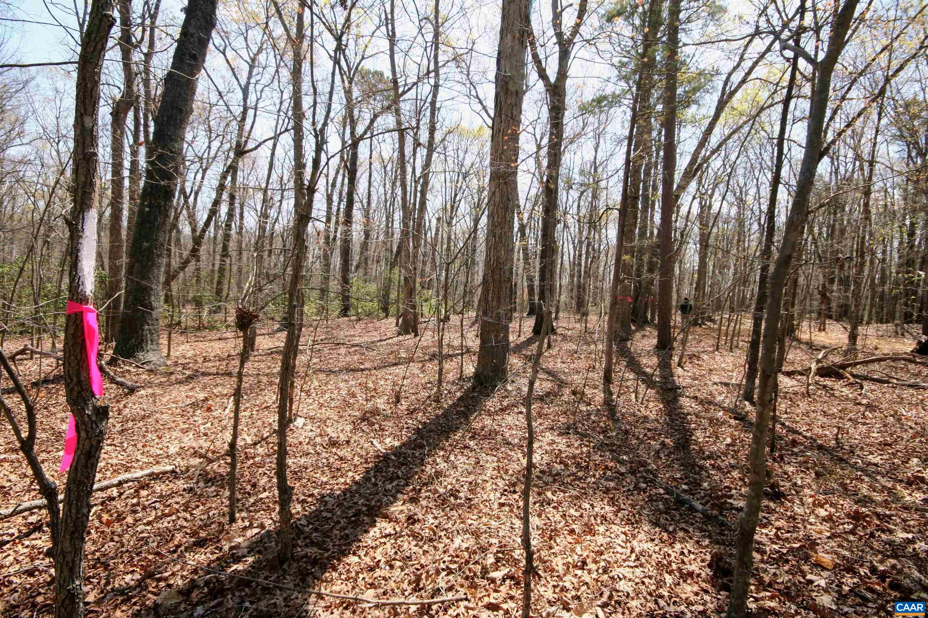 Tbd Pond Road Buckingham, VA 23921 - Photo 12 of 41 a view of a forest