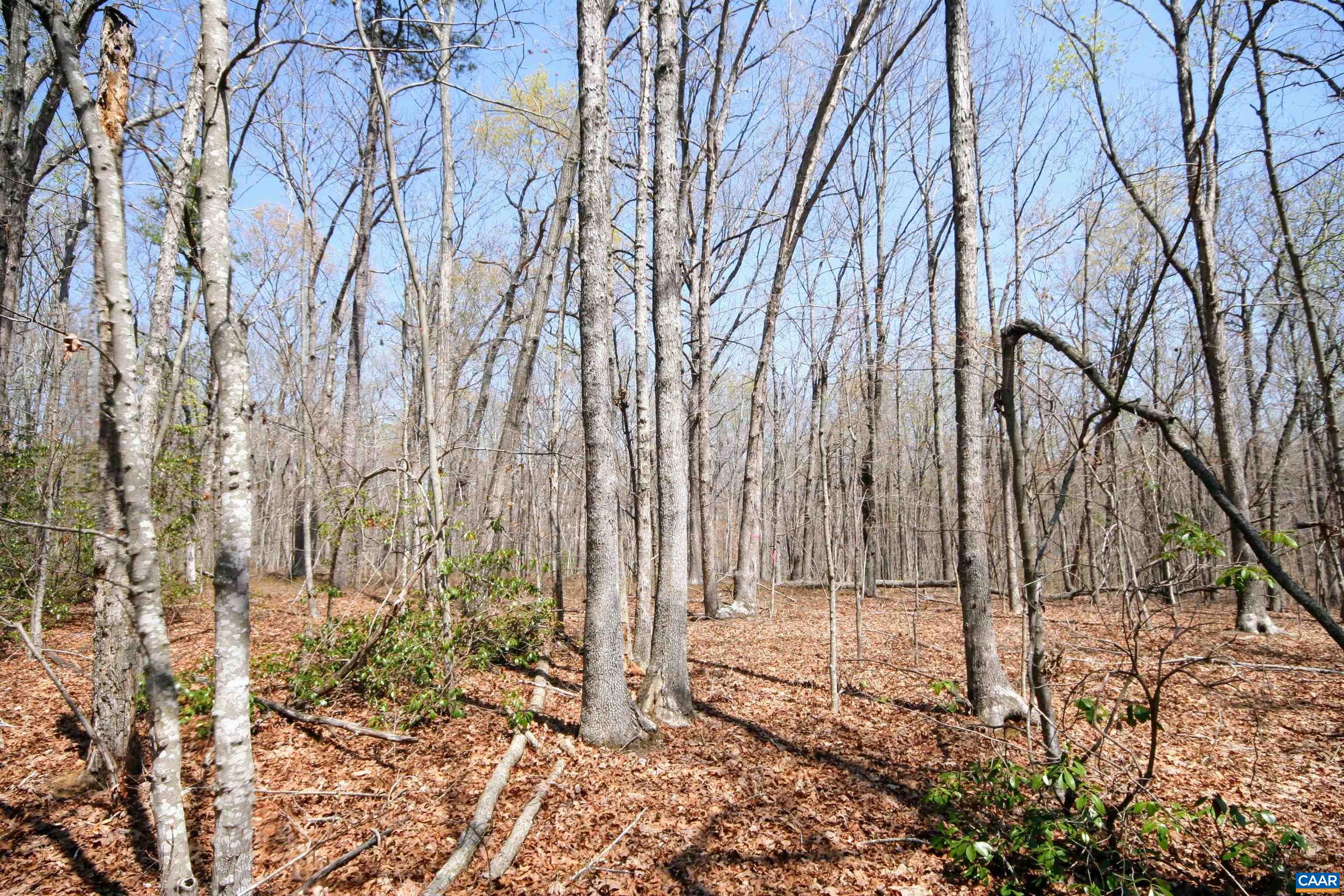 Tbd Pond Road Buckingham, VA 23921 - Photo 21 of 41 a backyard of a house