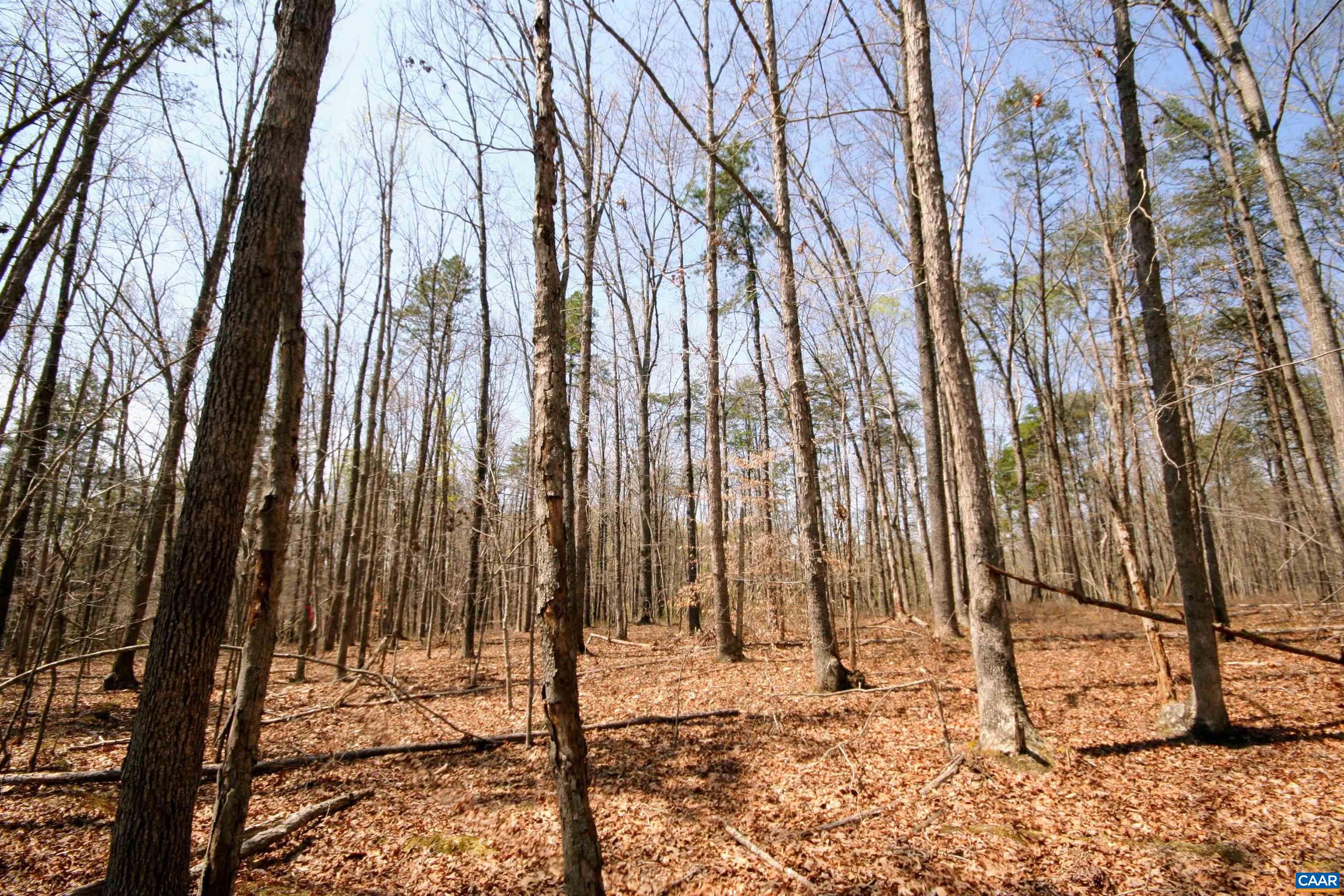 Tbd Pond Road Buckingham, VA 23921 - Photo 24 of 41 a view of a backyard of the house