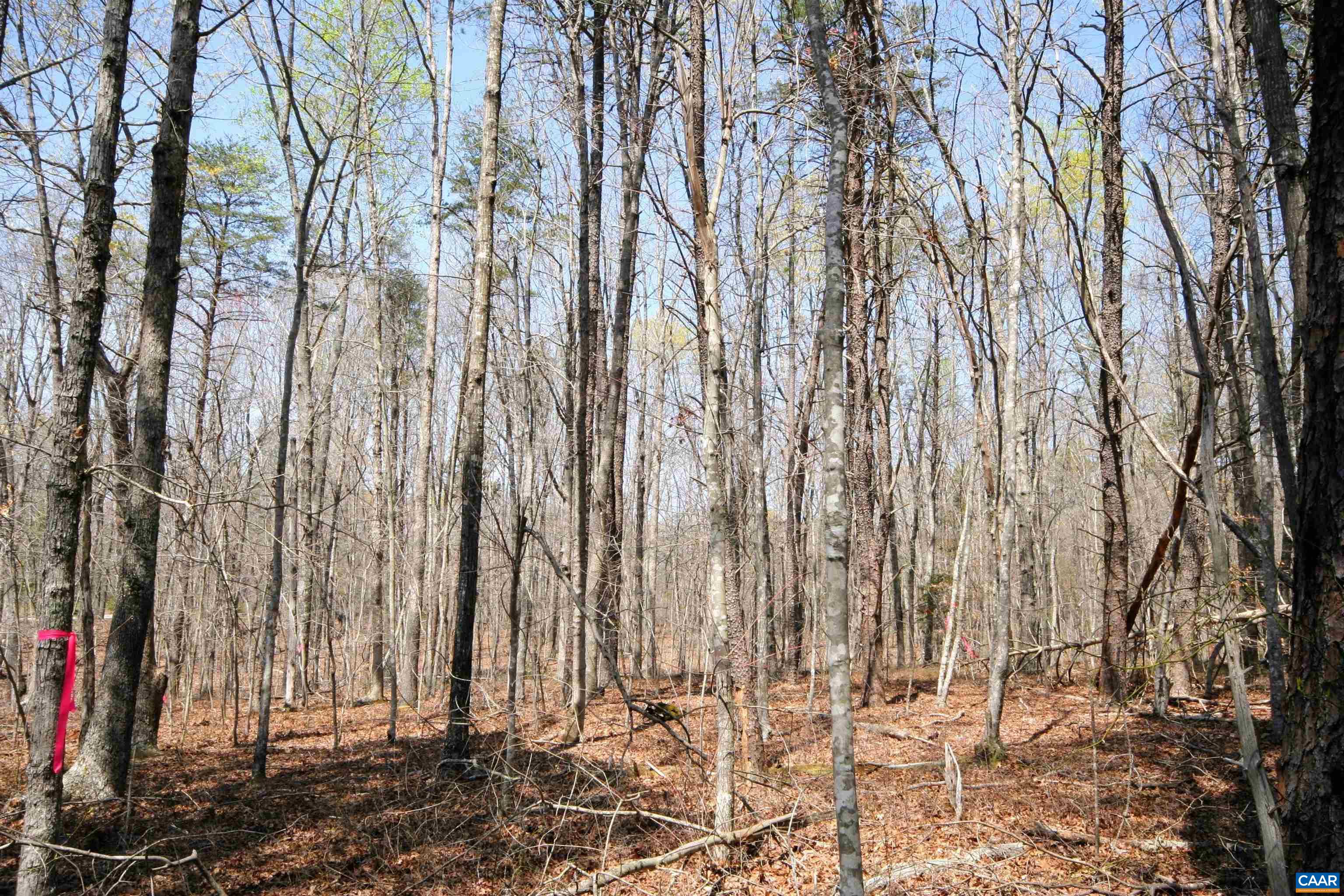 Tbd Pond Road Buckingham, VA 23921 - Photo 27 of 41 a view of outdoor space with lots of trees