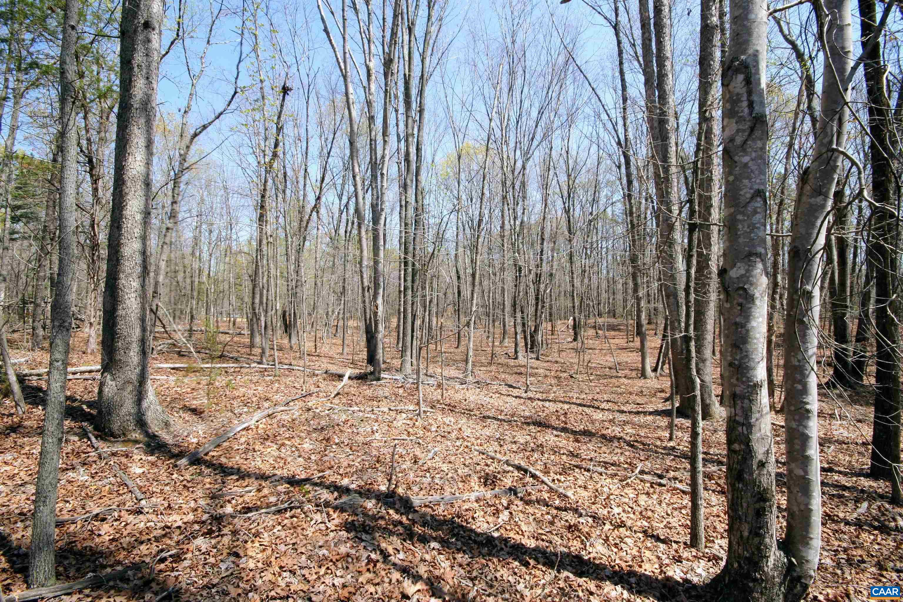 Tbd Pond Road Buckingham, VA 23921 - Photo 32 of 41 a view of a backyard with trees