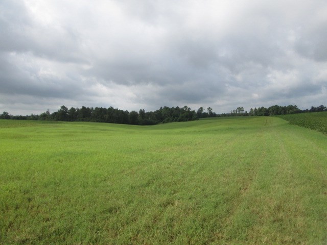 279 D E Peterman Road Butler, GA 31006 - Photo 3 of 10