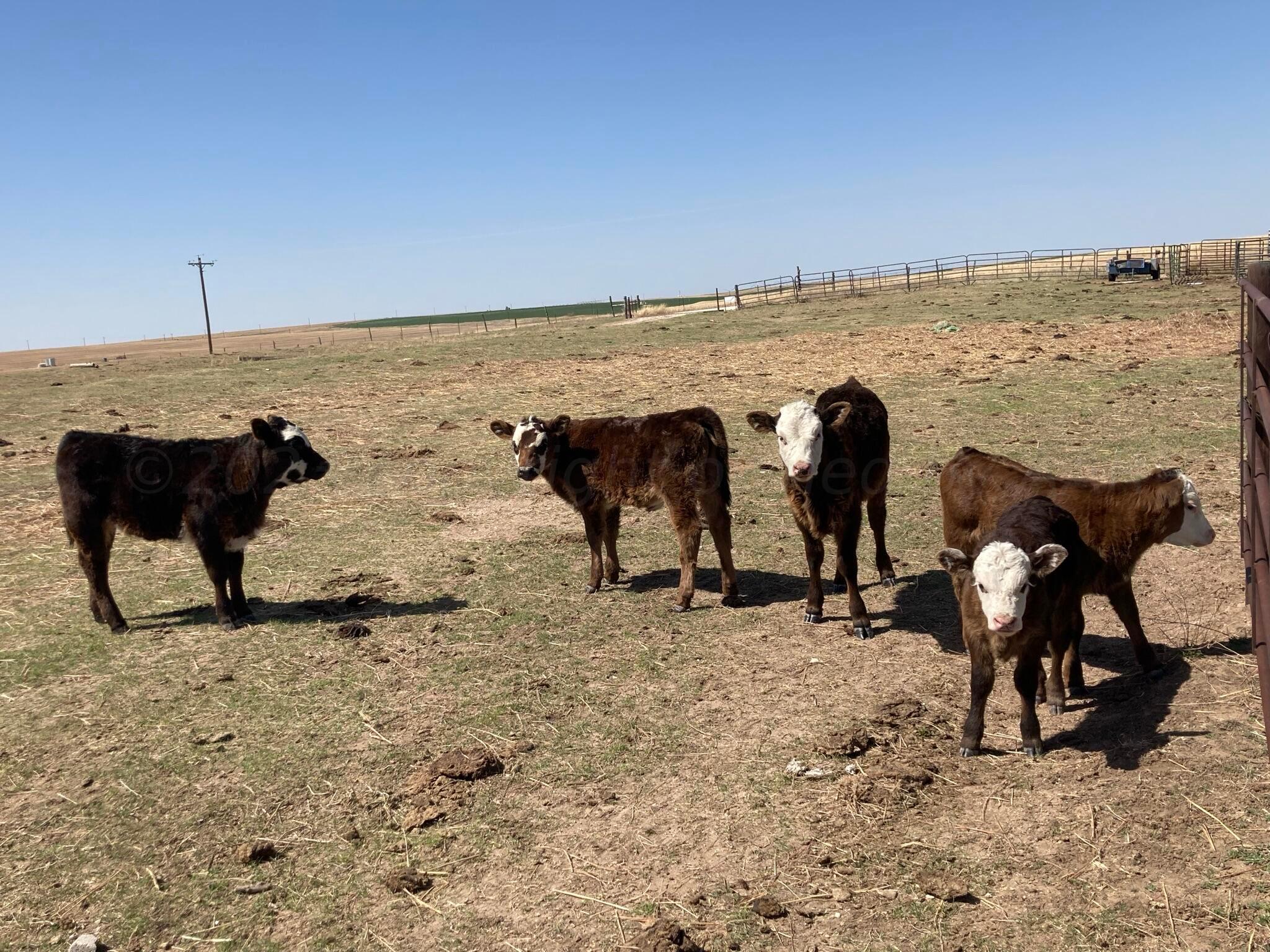 Tbd Tbd County Road Follett, TX 79034 - Photo 4 of 5 Land