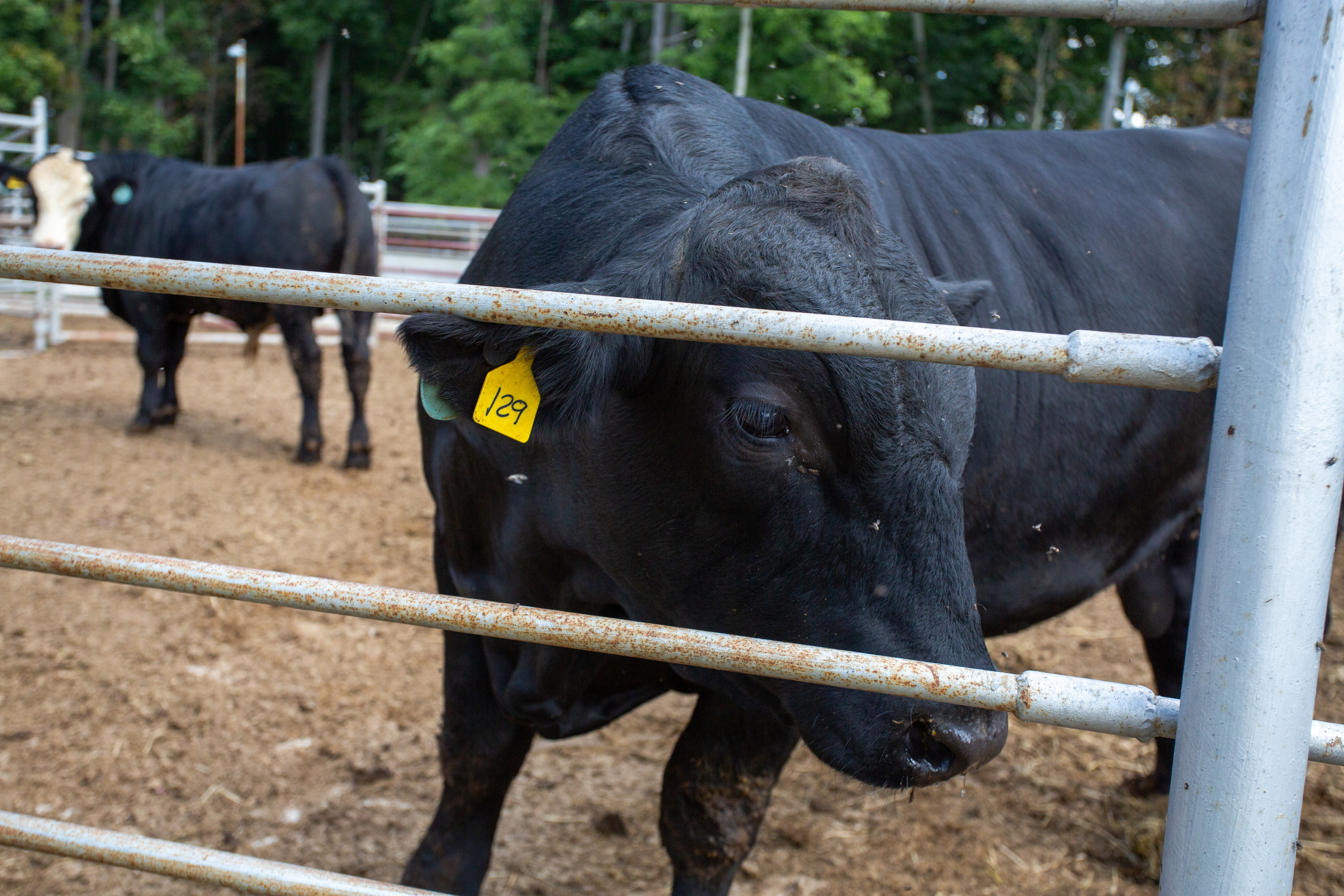 3515 North 850 W Road Yorktown, IN 47396 - Photo 42 of 72