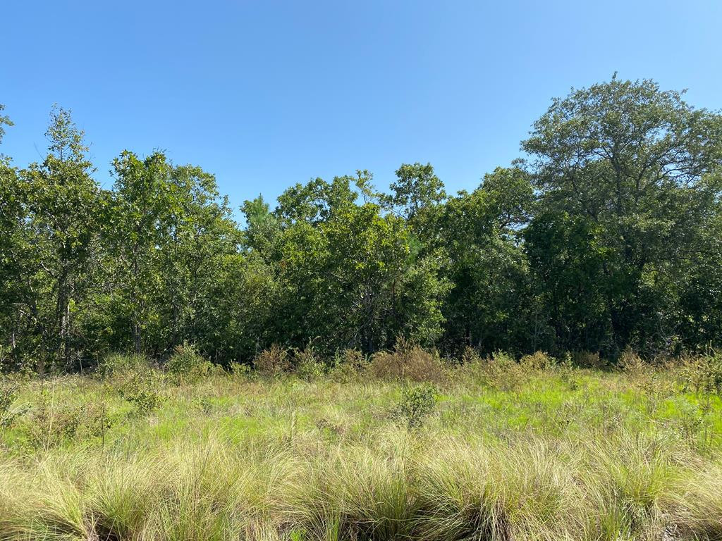 Parcel C Bogeyville Road Ridge Spring, SC 29129 - Photo 1 of 1