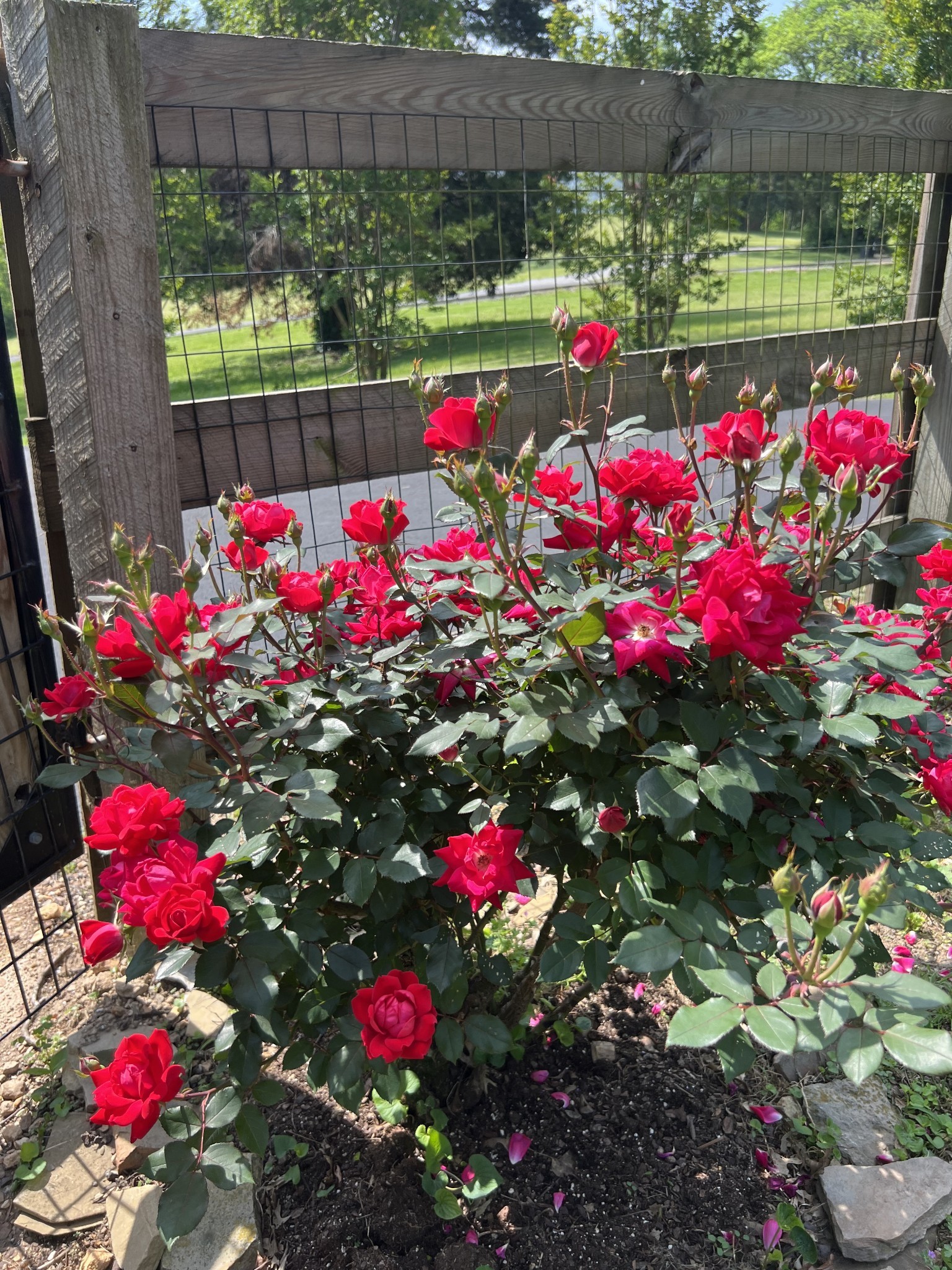 844 Hickory Ridge Trail Columbia, TN 38401 - Photo 68 of 70 Gallery Image 68