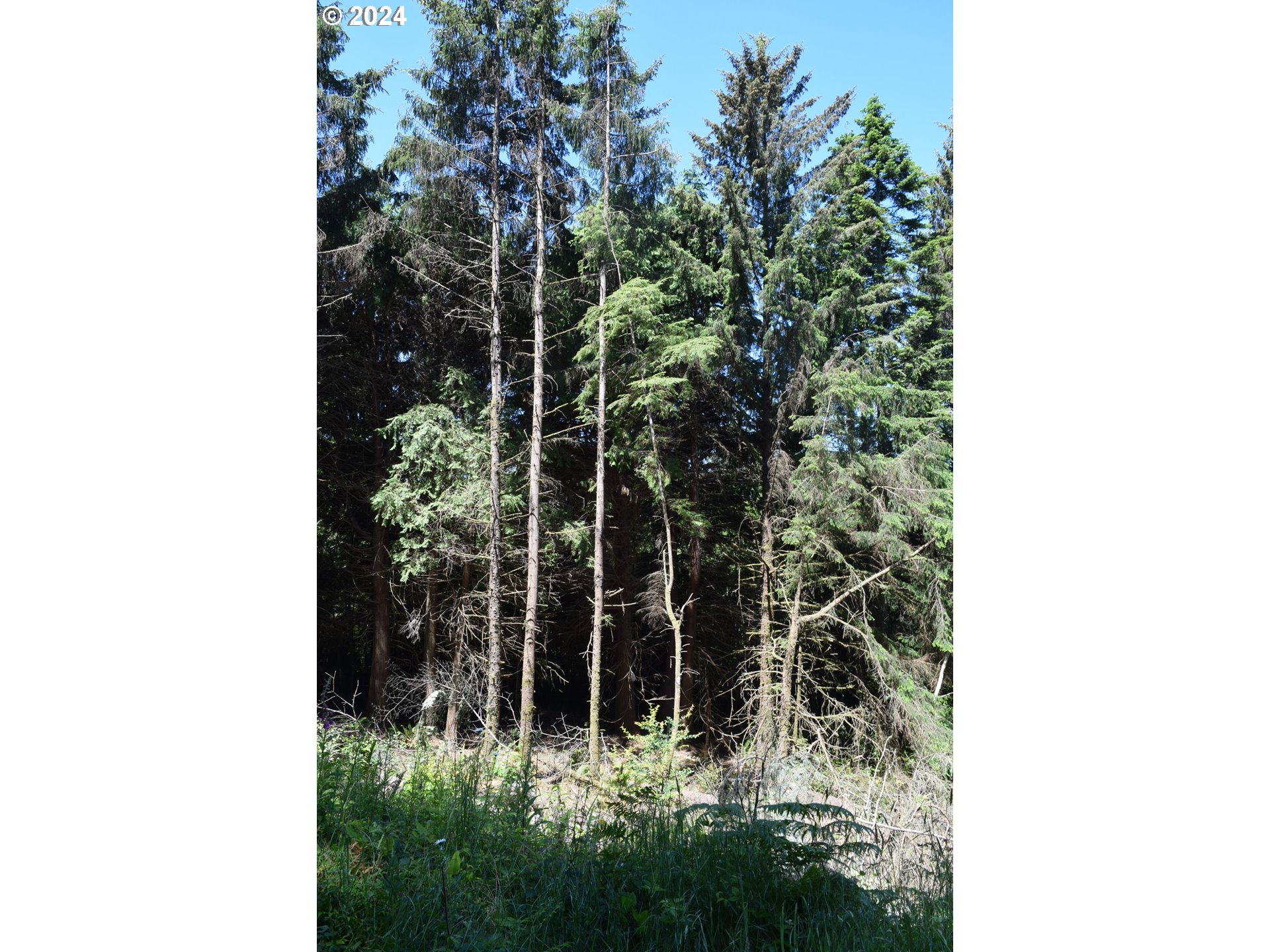 0 Horizon Drive Gold Beach, OR 97444 - Photo 11 of 12