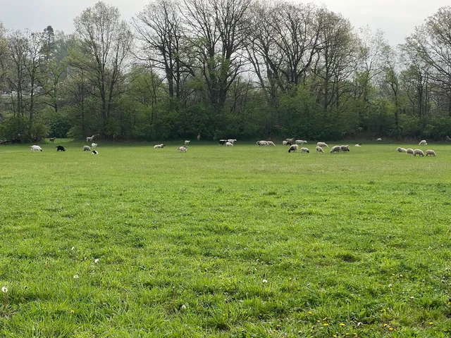 a view of outdoor space and yard