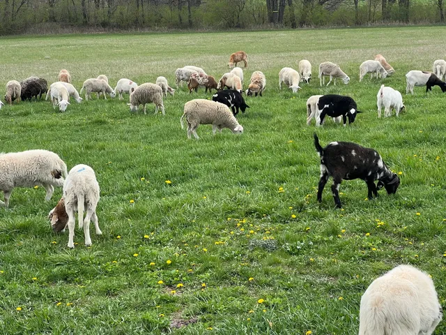 a front view of a golf course with chairs