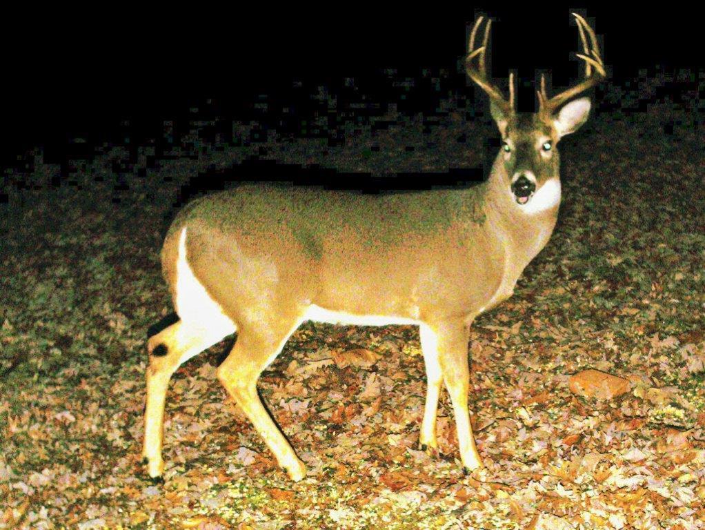 17 Town Road Fayetteville, TN 37334 - Photo 19 of 22 NATURE LOVERS WILL ENJOY WILDLIFE