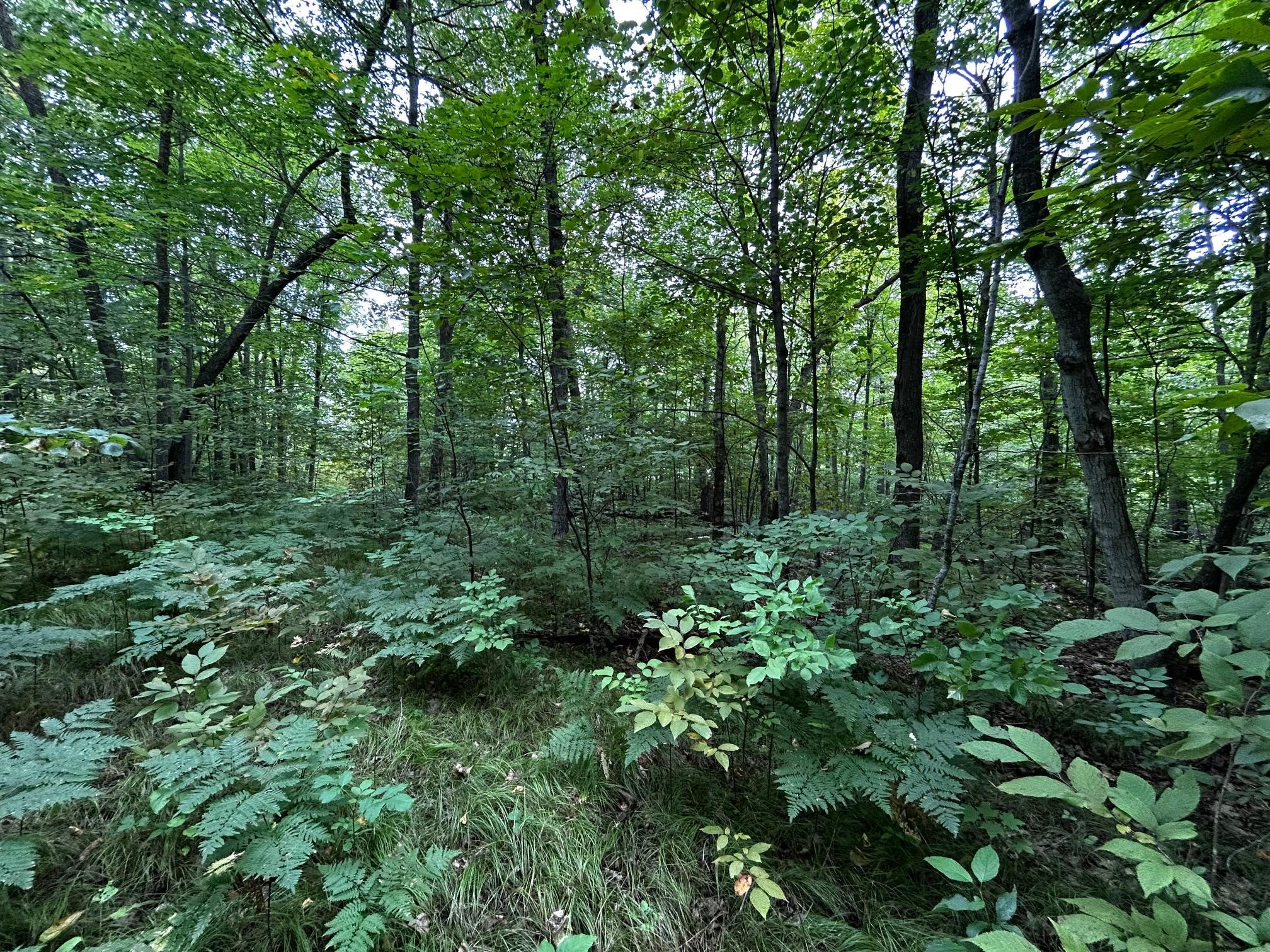 Tbd Tbd Kestrel Trail Northwest Hackensack, MN 56452 - Photo 5 of 7