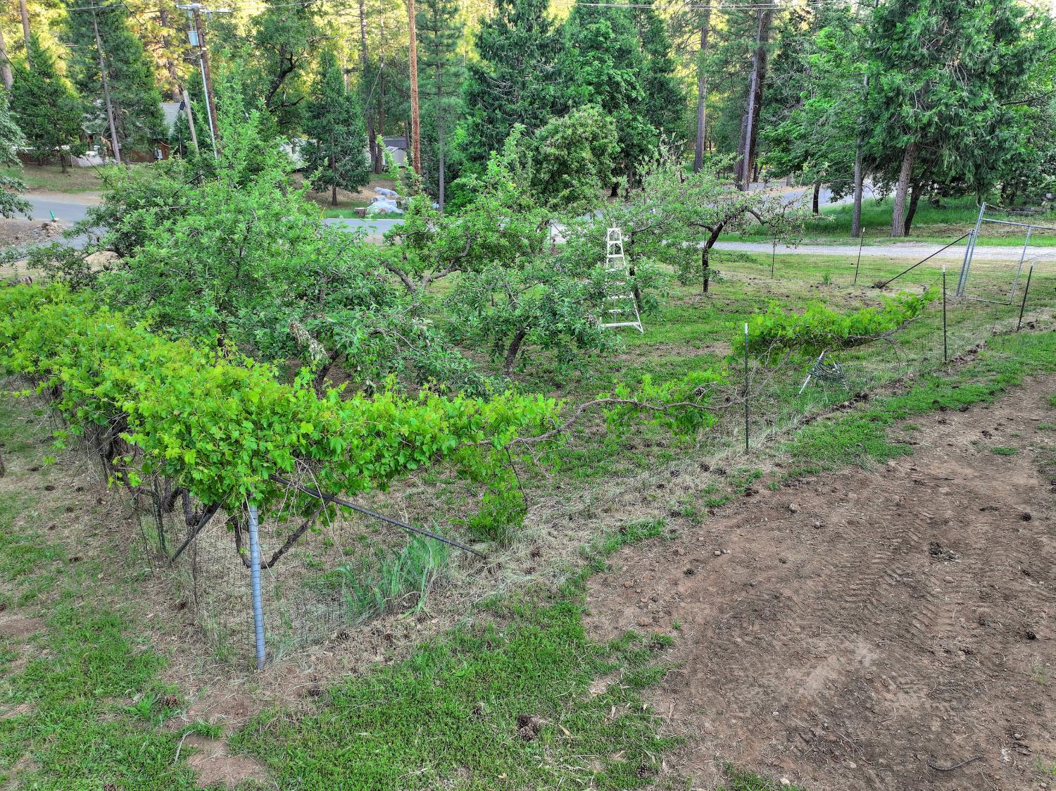 5421 Shooting Star Road Pollock Pines, CA 95726 - Photo 56 of 76