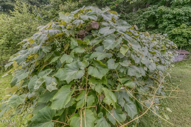 $325,000 | 427 Cove Creek Road, Roan Mountain, TN 37687