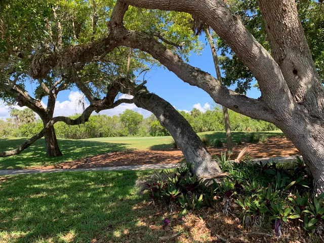 a view of a yard with plants and large trees