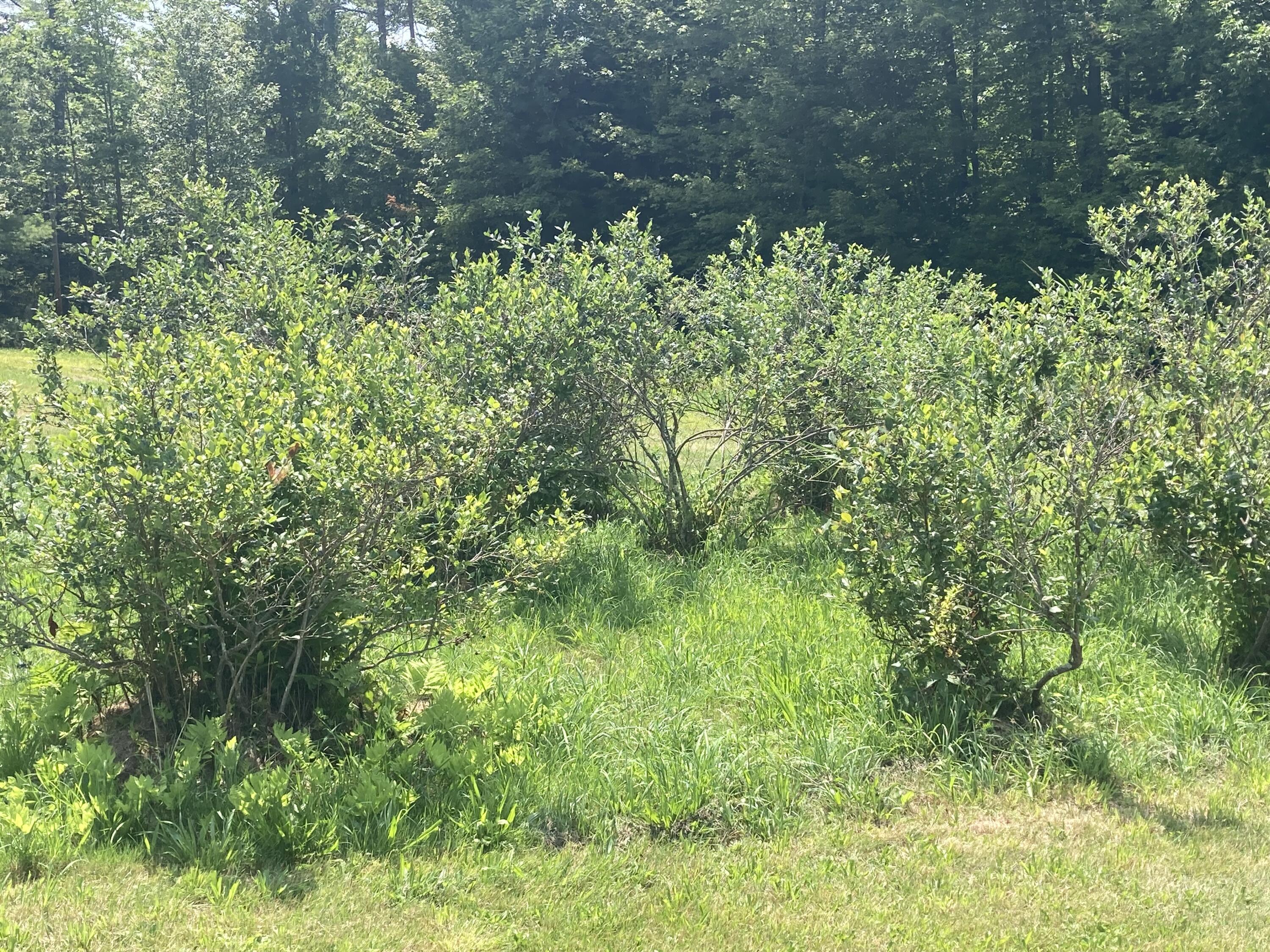 68 Whaleback Road Limington, ME 04049 - Photo 32 of 33 blueberry patch