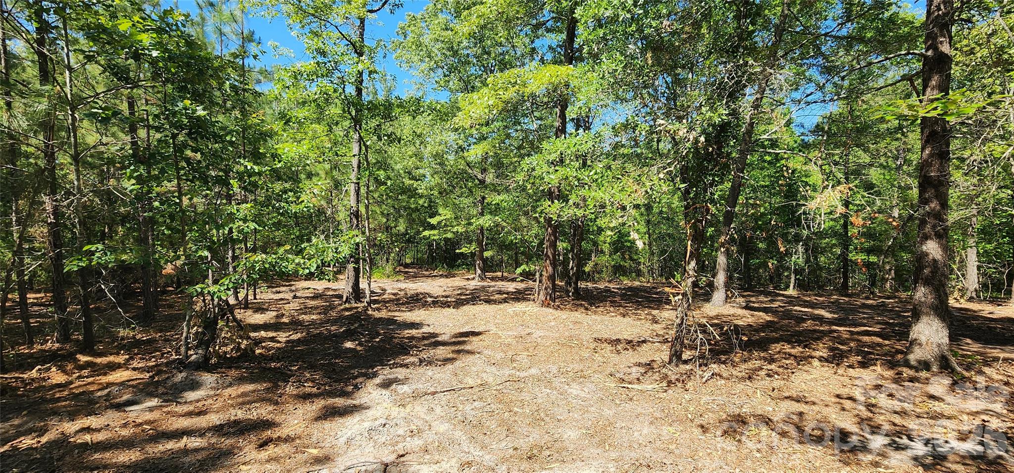 1050 McQueen Road Patrick, SC 29584 - Photo 15 of 48 a view of dirt yard with a tree