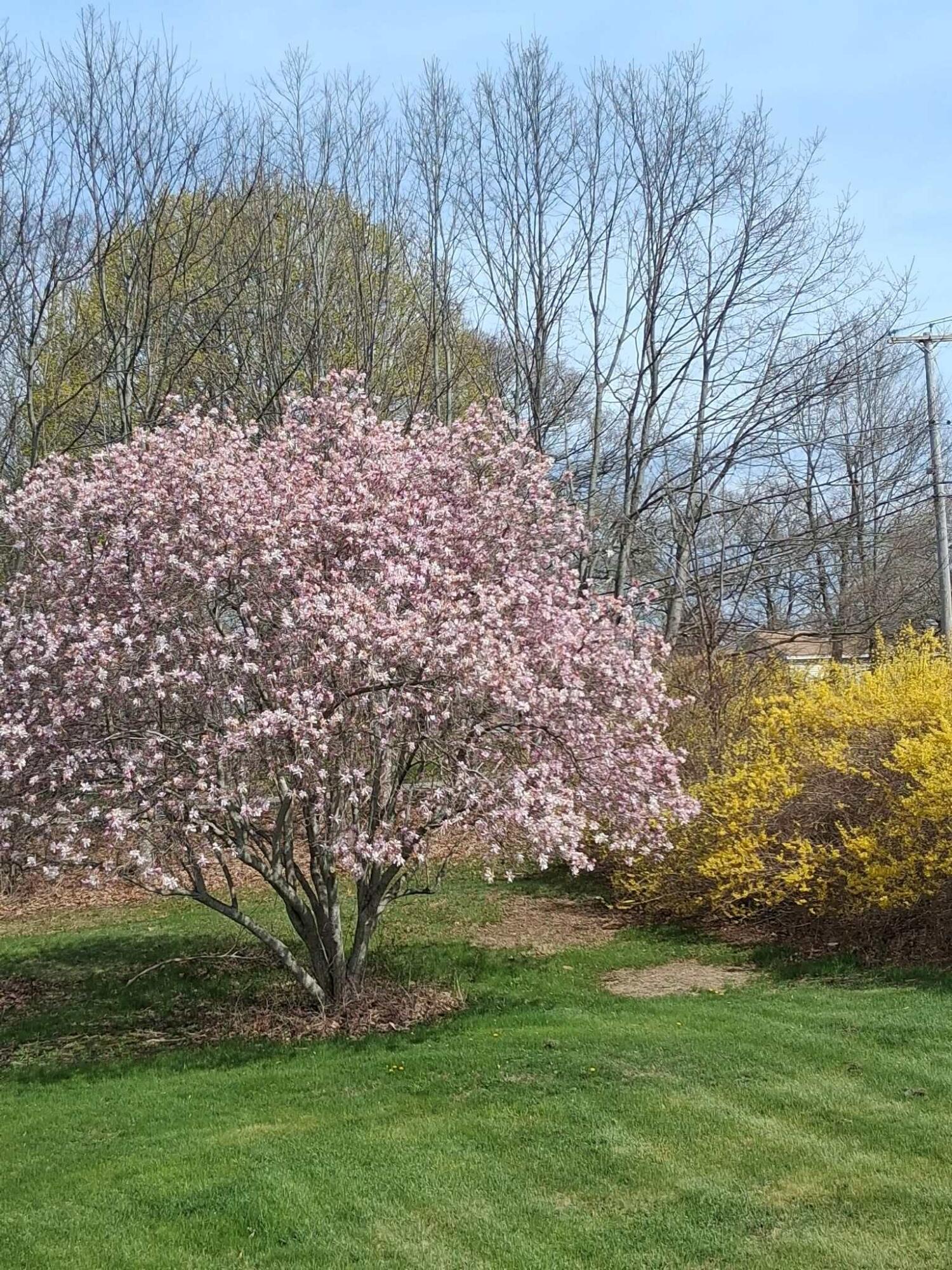 61 Goodwin Road Eliot, ME 03903 - Photo 44 of 44 side yard magnolia tree