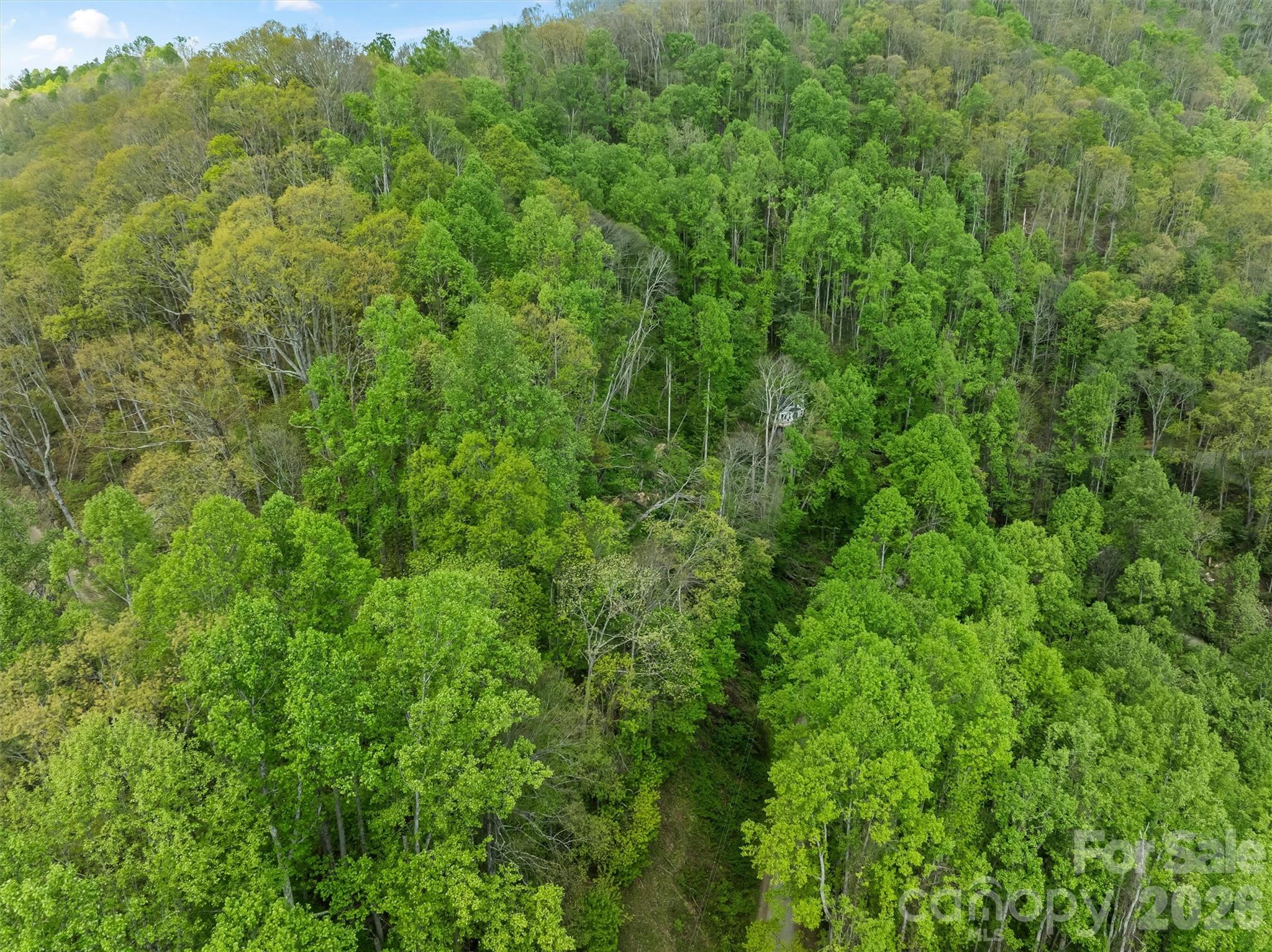 Tbd Jacks Knob Road, Unit 49 Barnardsville, NC 28709 - Photo 12 of 15 a view of a lush green forest