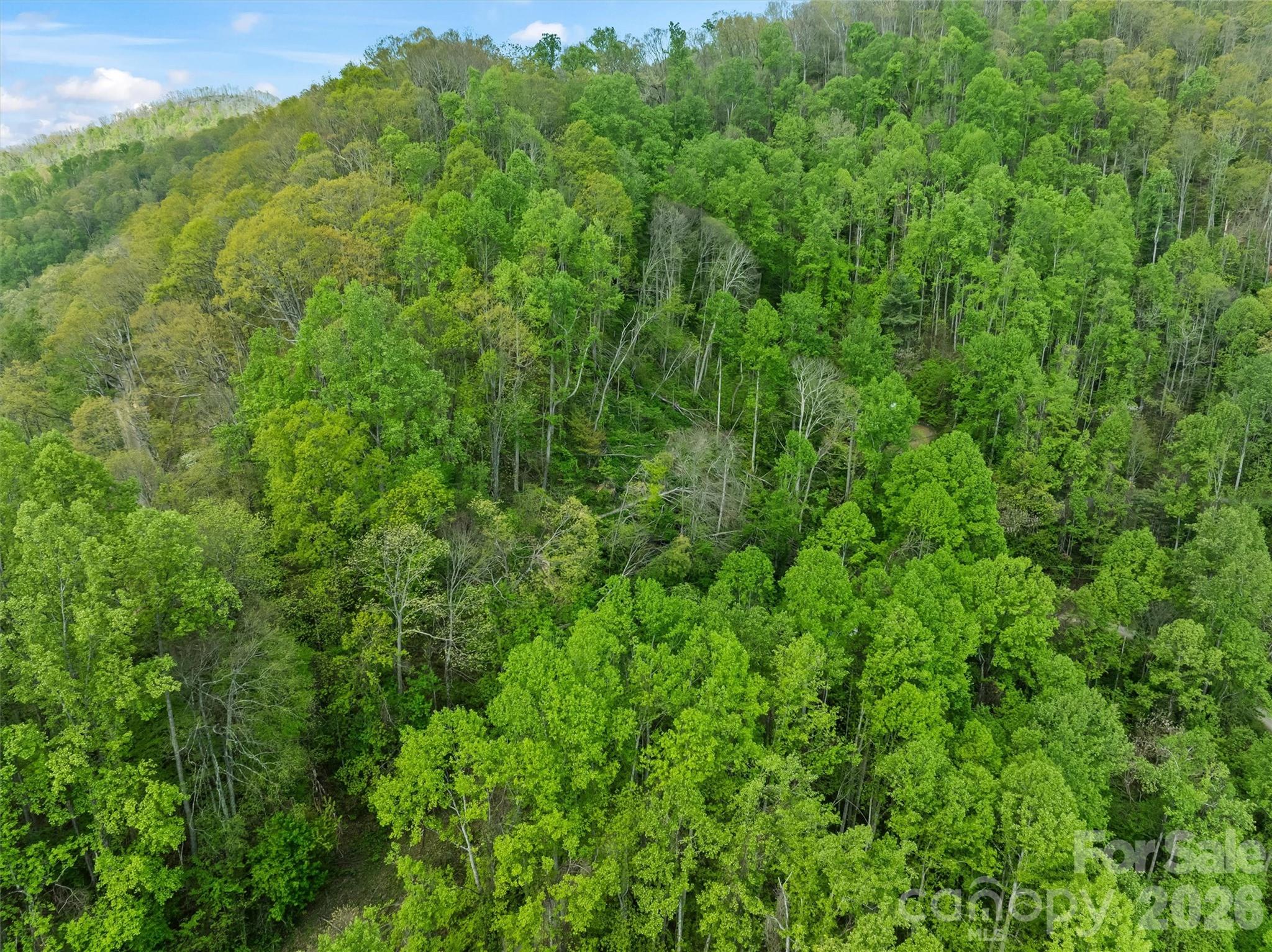 Tbd Jacks Knob Road, Unit 49 Barnardsville, NC 28709 - Photo 14 of 15 a view of a lush green forest