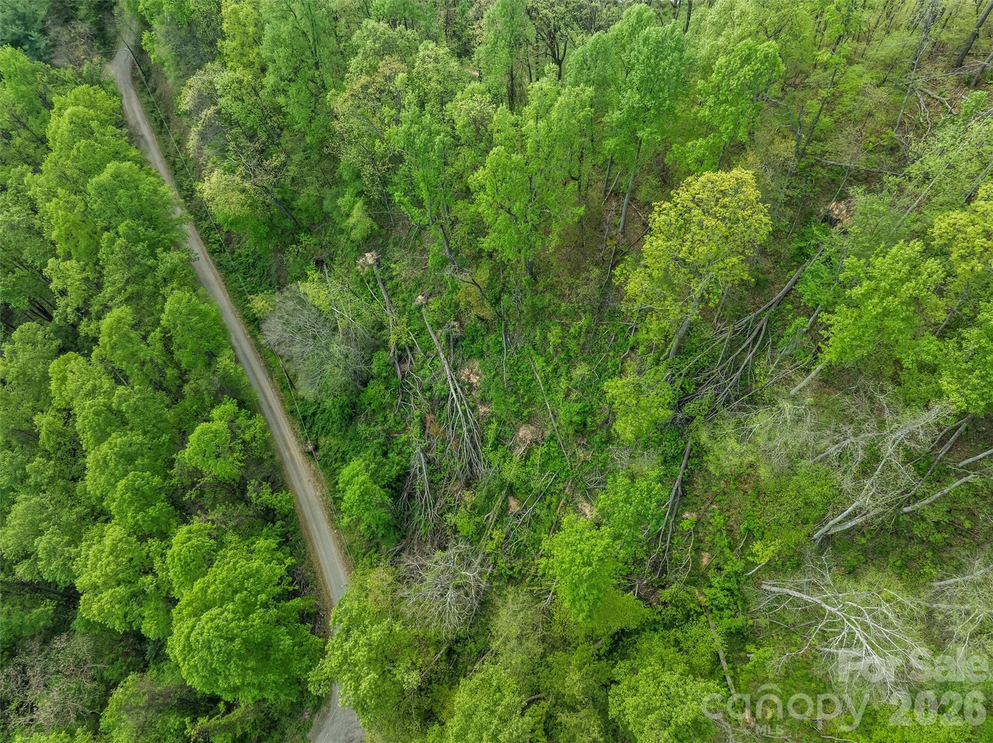Tbd Jacks Knob Road, Unit 49 Barnardsville, NC 28709 - Photo 2 of 15 a view of a lush green forest