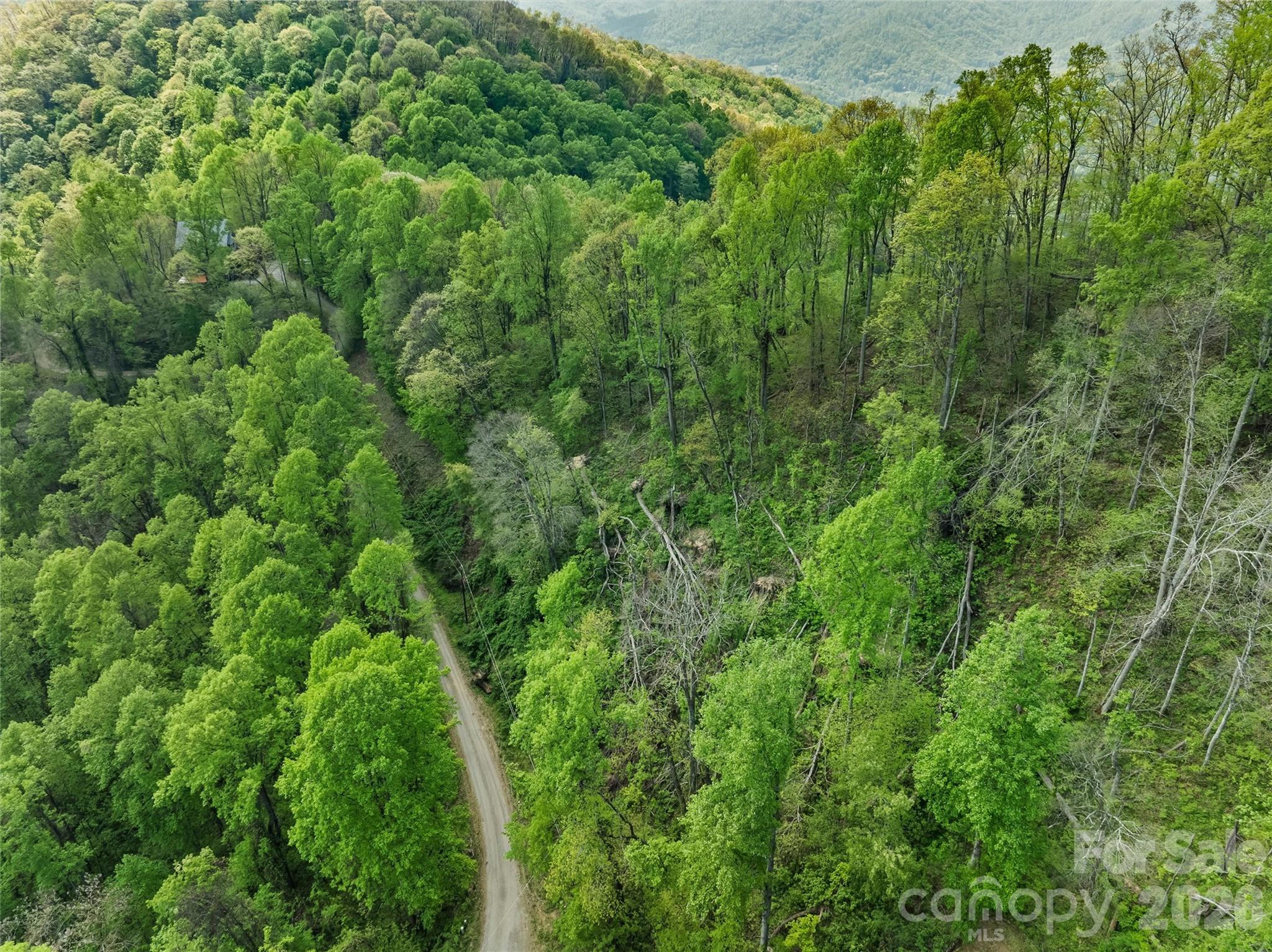 Tbd Jacks Knob Road, Unit 49 Barnardsville, NC 28709 - Photo 8 of 15 a view of a lush green forest