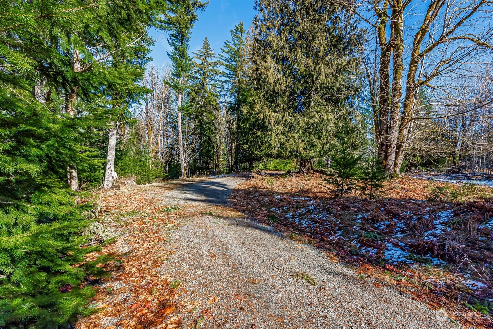 119 Marmot Loop Packwood, WA 98361 - Photo 4 of 40 a view of a yard with plants and trees