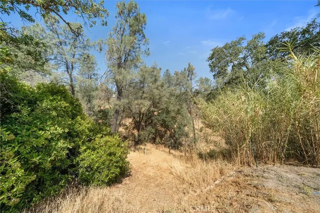 a view of a yard covered with trees