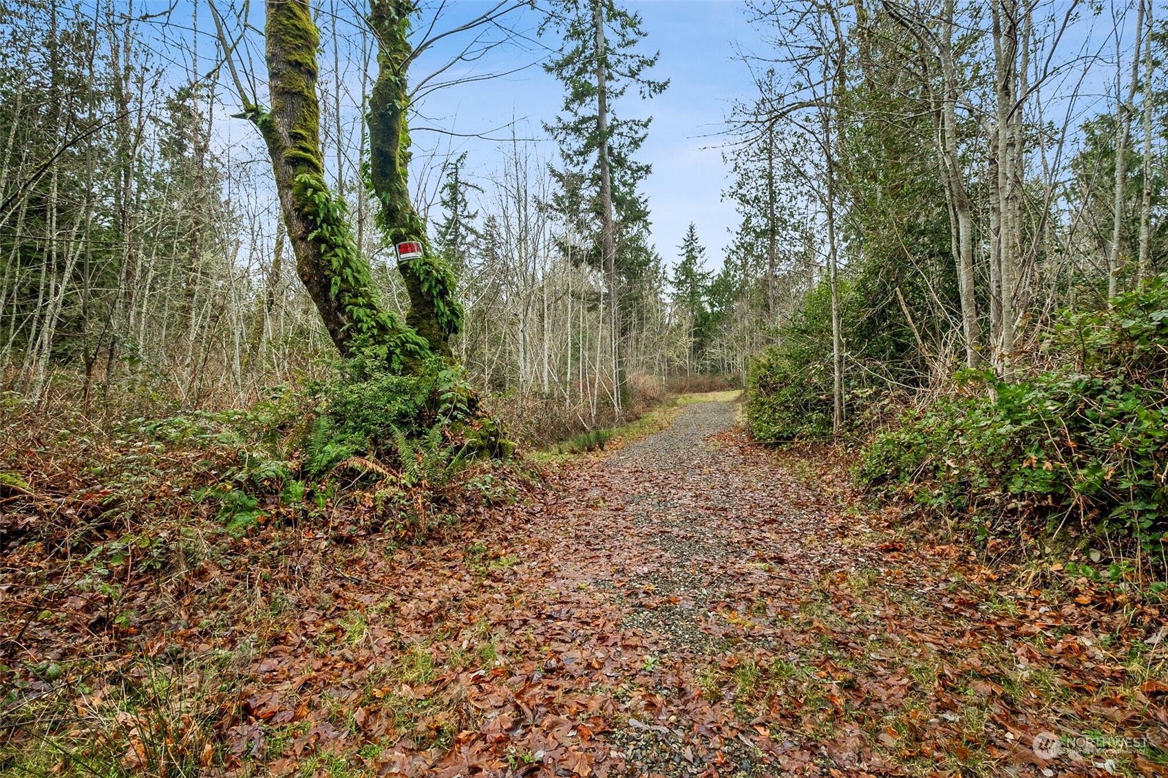 6818 Yeazell Road Southwest Longbranch, WA 98351 - Photo 5 of 16 a view of a garden with large trees