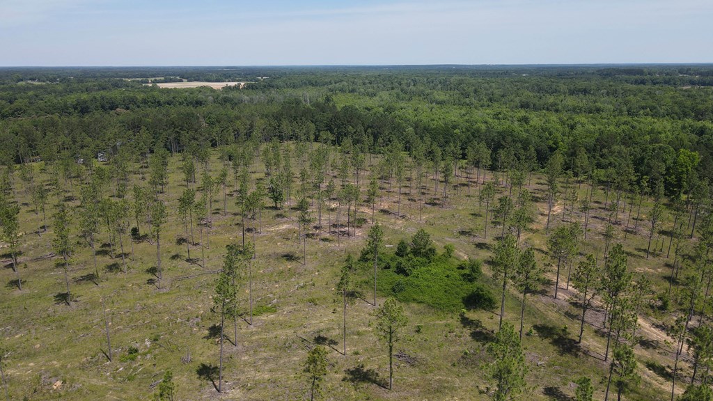 0 State Line Road Cottonwood, AL 36320 - Photo 4 of 27