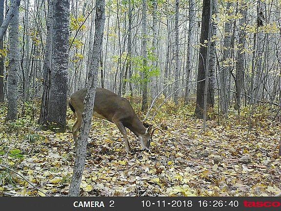 5034 North Blaisdell Road Merritt, MI 49667 - Photo 73 of 91 Gallery Image 73