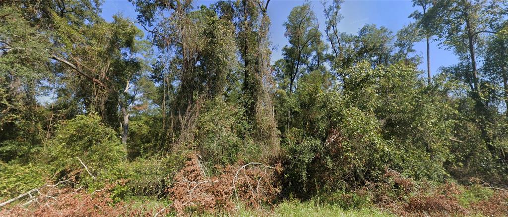 a view of a forest with a tree