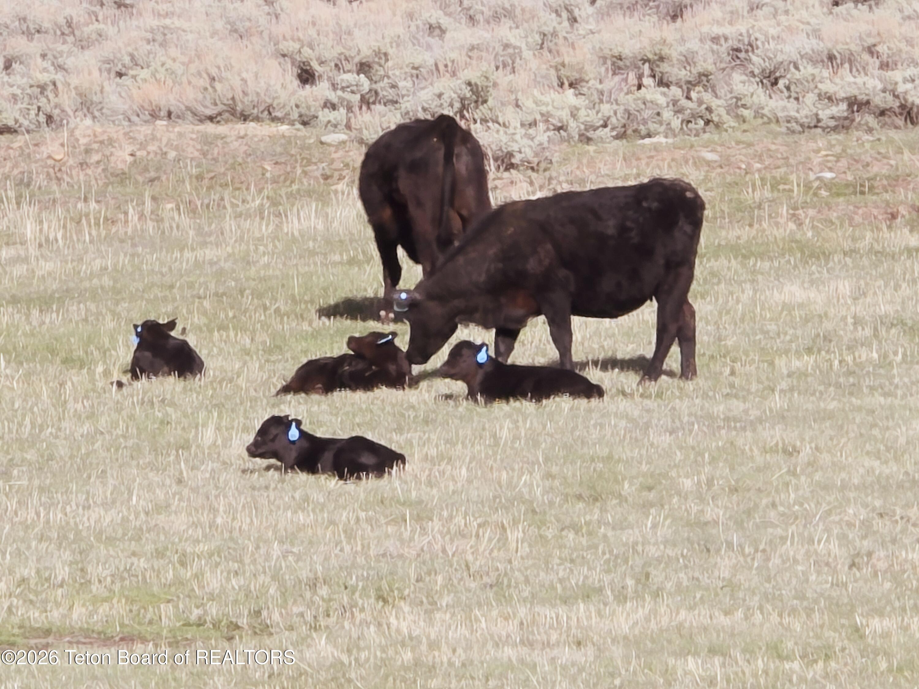138-2 Forty Rod Road Pinedale, WY 82941 - Photo 75 of 77 20260511_175716