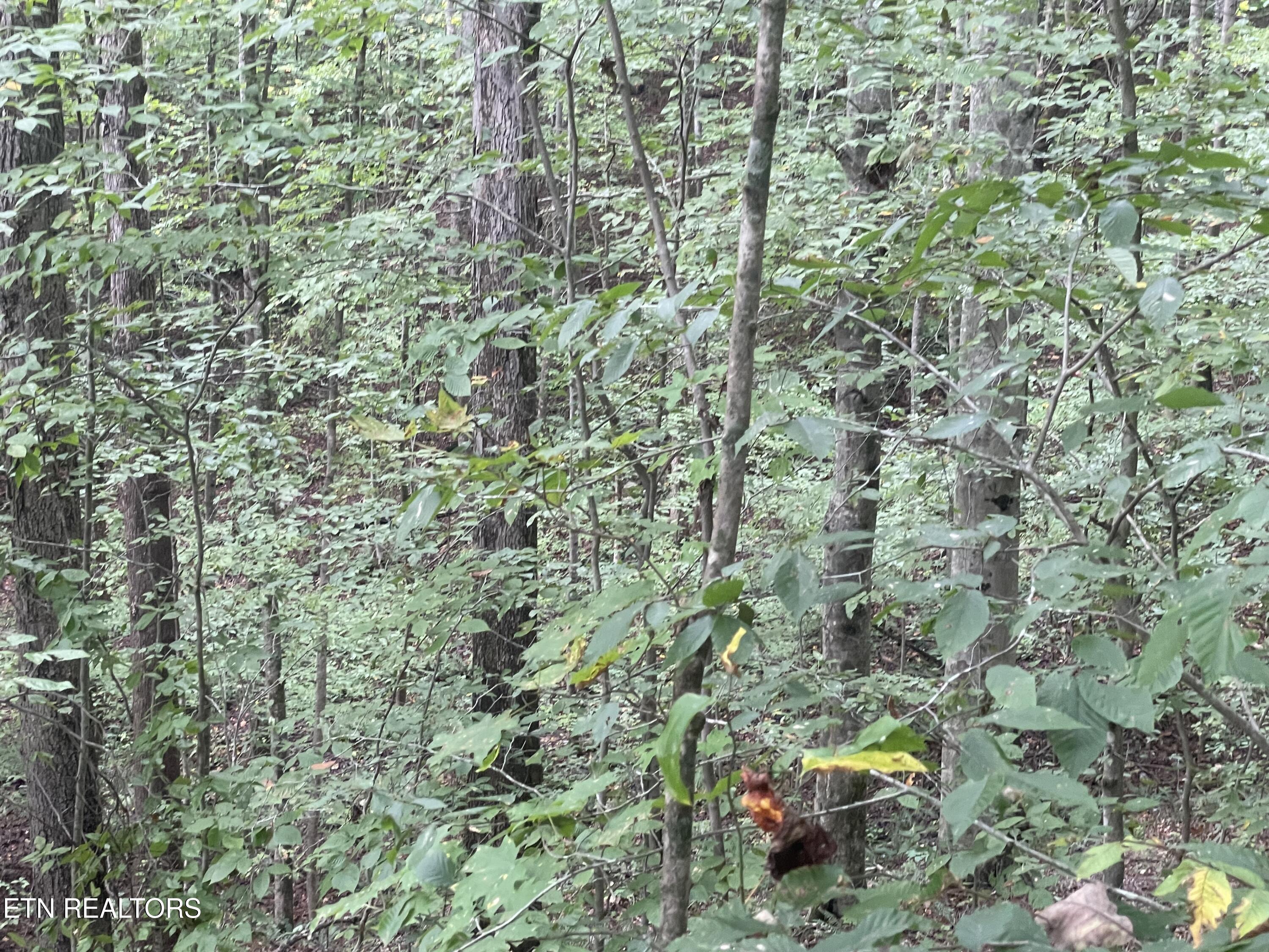 Buffalo Creek Road Oneida, TN 37841 - Photo 5 of 11 IMG_2693