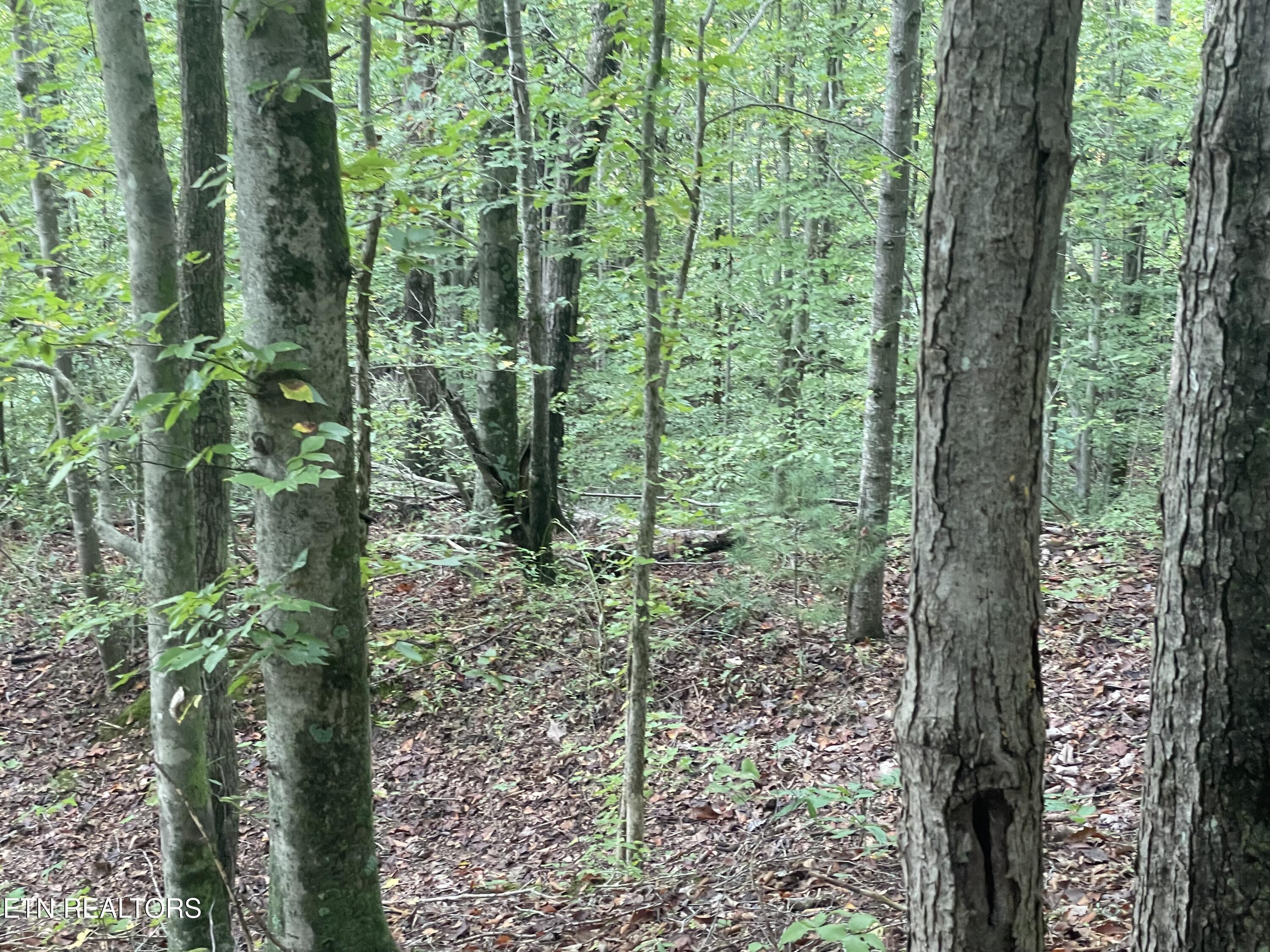 Buffalo Creek Road Oneida, TN 37841 - Photo 6 of 11 IMG_2691