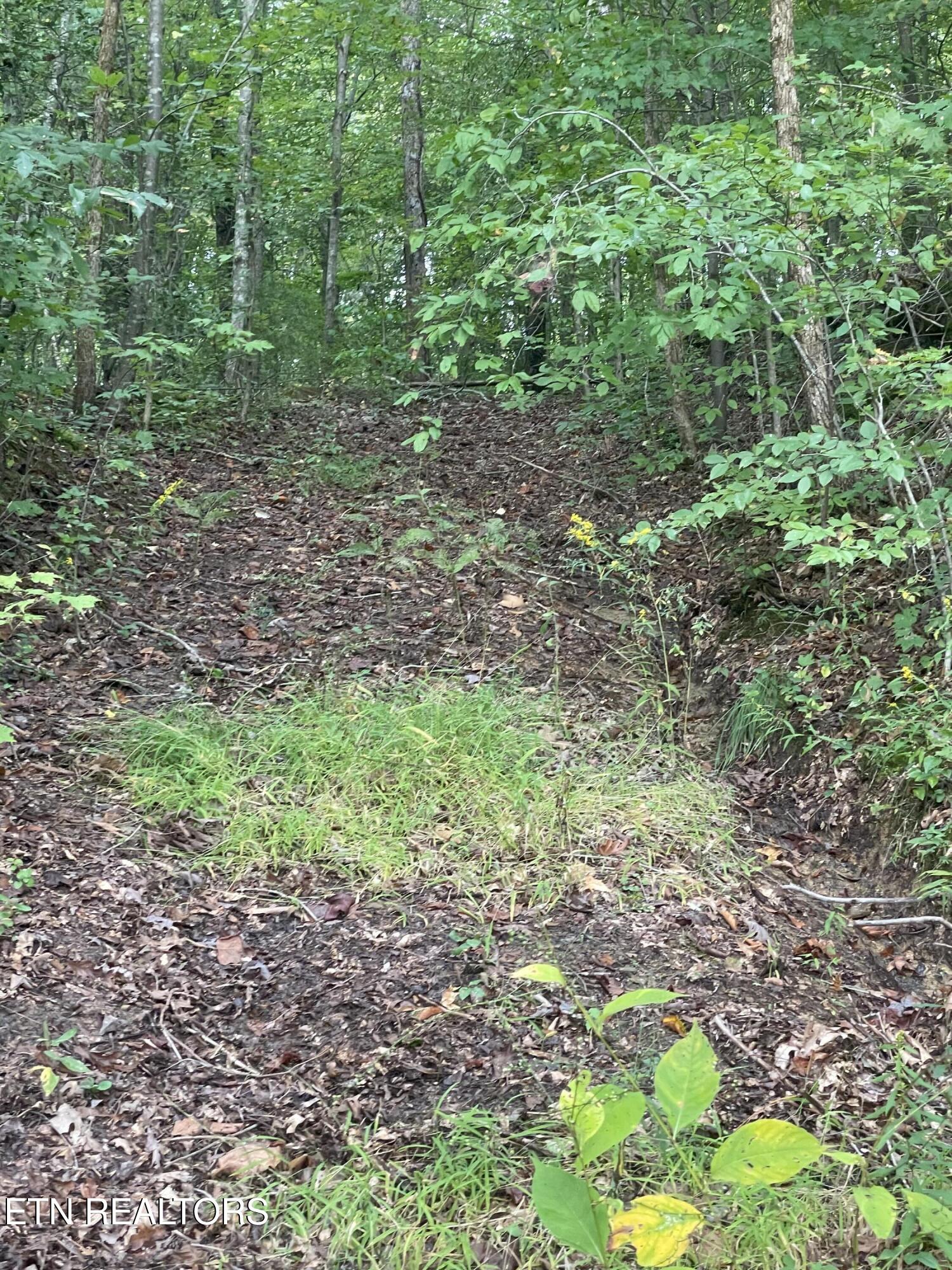 Buffalo Creek Road Oneida, TN 37841 - Photo 8 of 11 IMG_2694