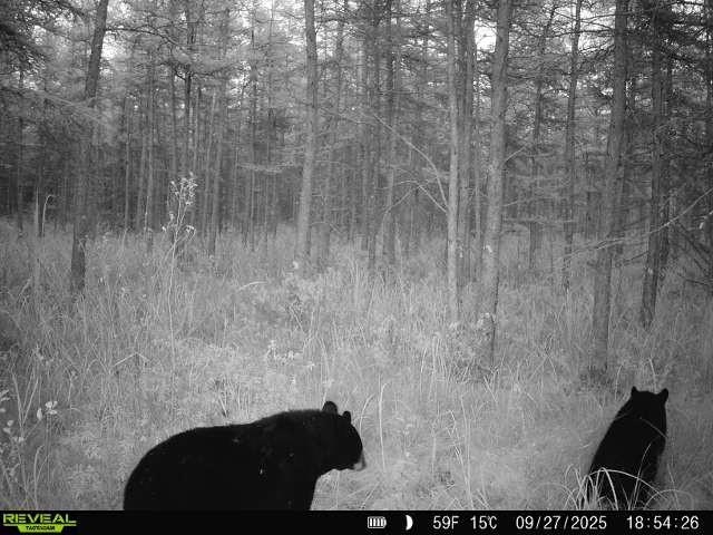 Bogus Road Deerbrook, WI 54424 - Photo 14 of 78