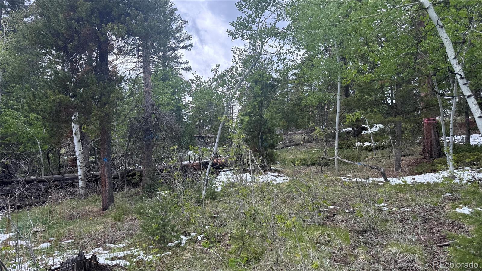 717 Crescent Lake Road Golden, CO 80403 - Photo 17 of 27