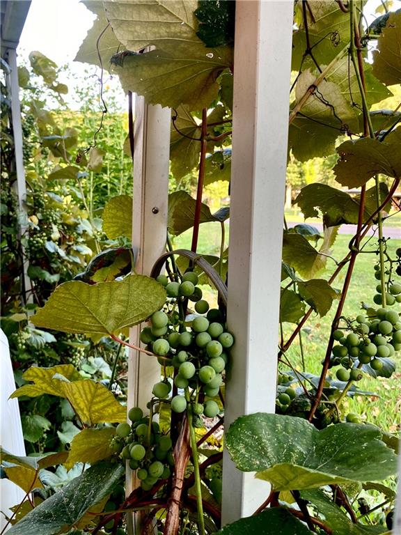 631 Meyers Street Confluence, PA 15424 - Photo 15 of 27 a backyard of a house with lots of green space
