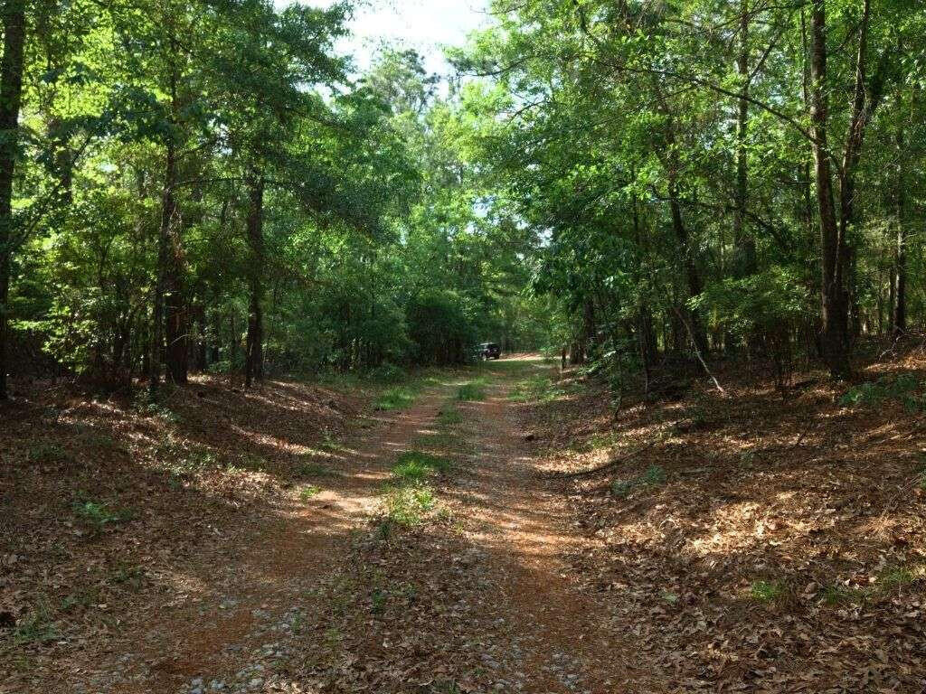 Lot 4 Holiness Church Road Wagener, SC 29164 - Photo 16 of 17