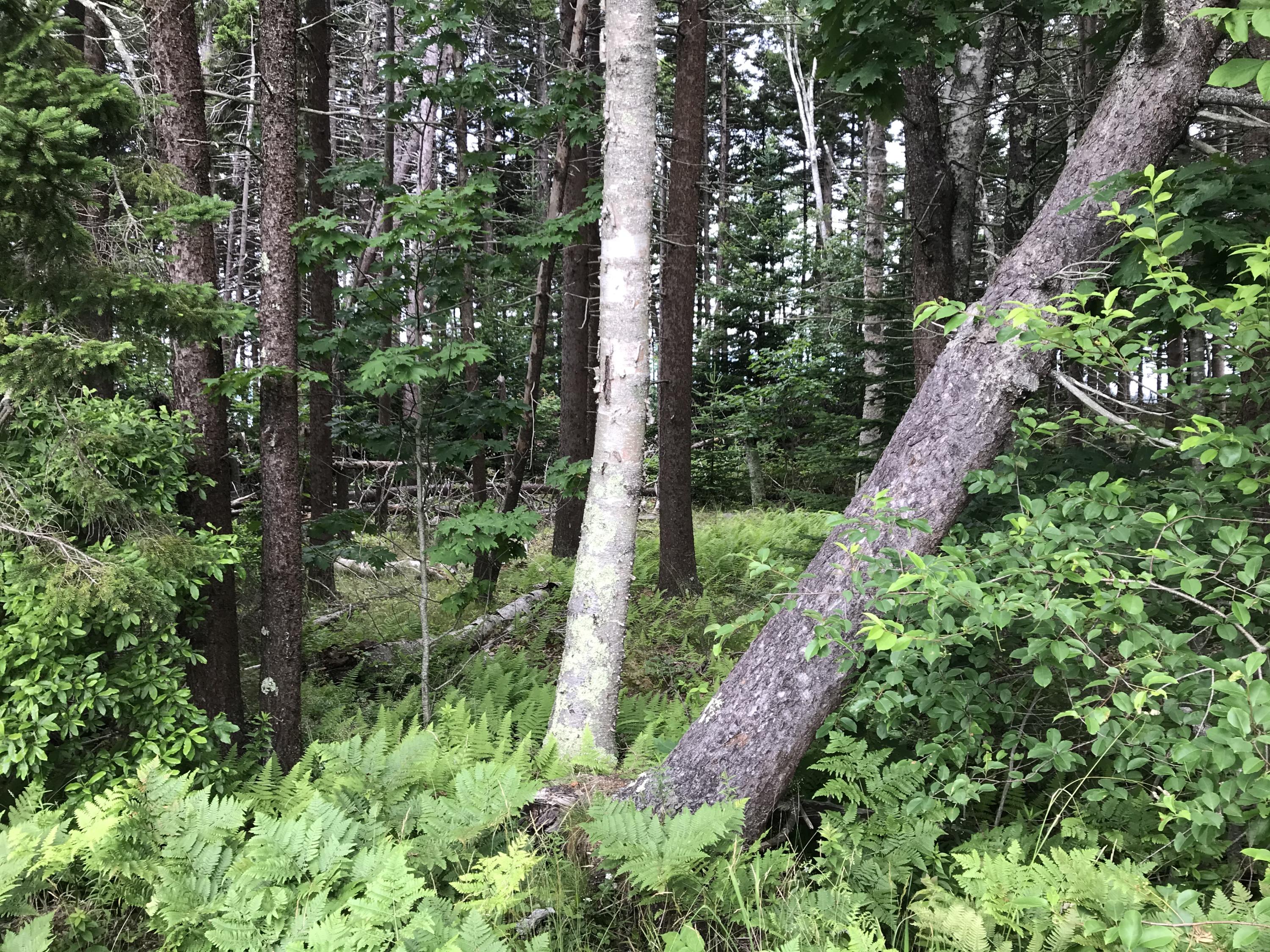 0 Basin Point Road Harpswell, ME 04079 - Photo 12 of 14 DADED916-A1FC-4386-BF21-364FD7ACF752