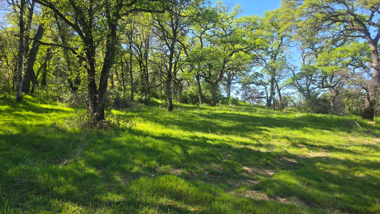 11592 Peoria Road Browns Valley, CA 95918 - Photo 11 of 49 a big yard with lots of green space and trees