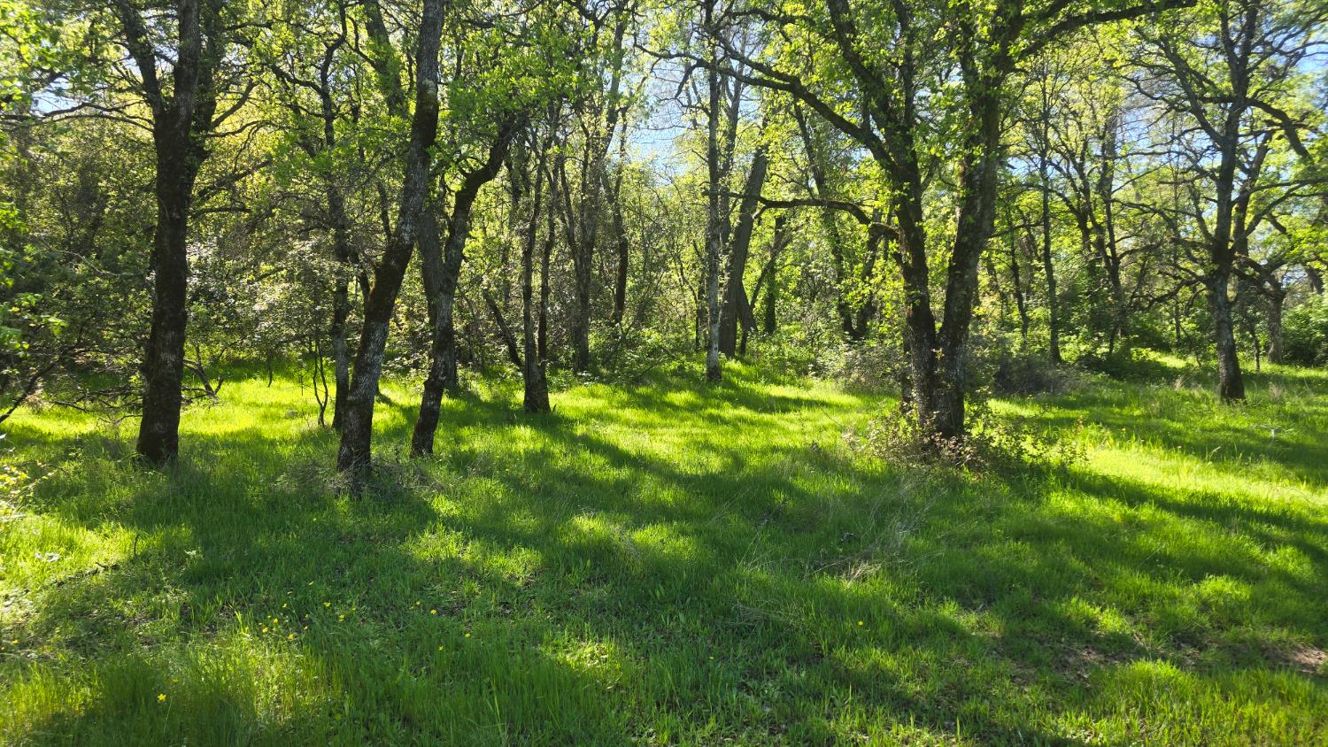 11592 Peoria Road Browns Valley, CA 95918 - Photo 12 of 49 a view of yard