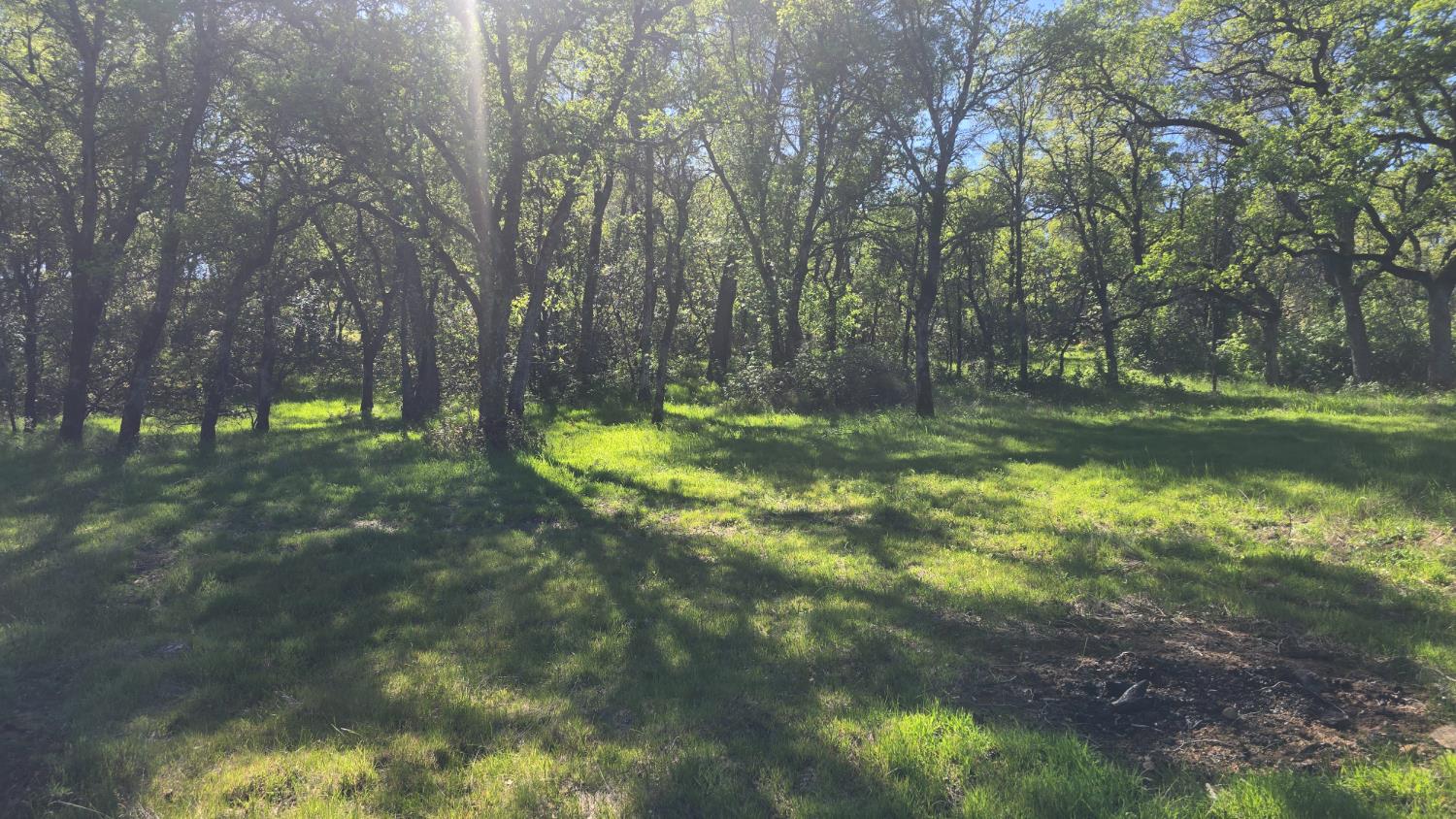 11592 Peoria Road Browns Valley, CA 95918 - Photo 14 of 49 a view of a yard with a tree