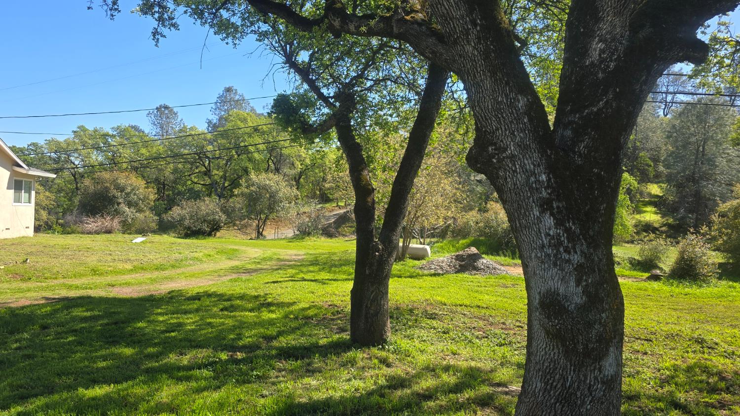 11592 Peoria Road Browns Valley, CA 95918 - Photo 27 of 49 a view of a trees in a yard with a tree