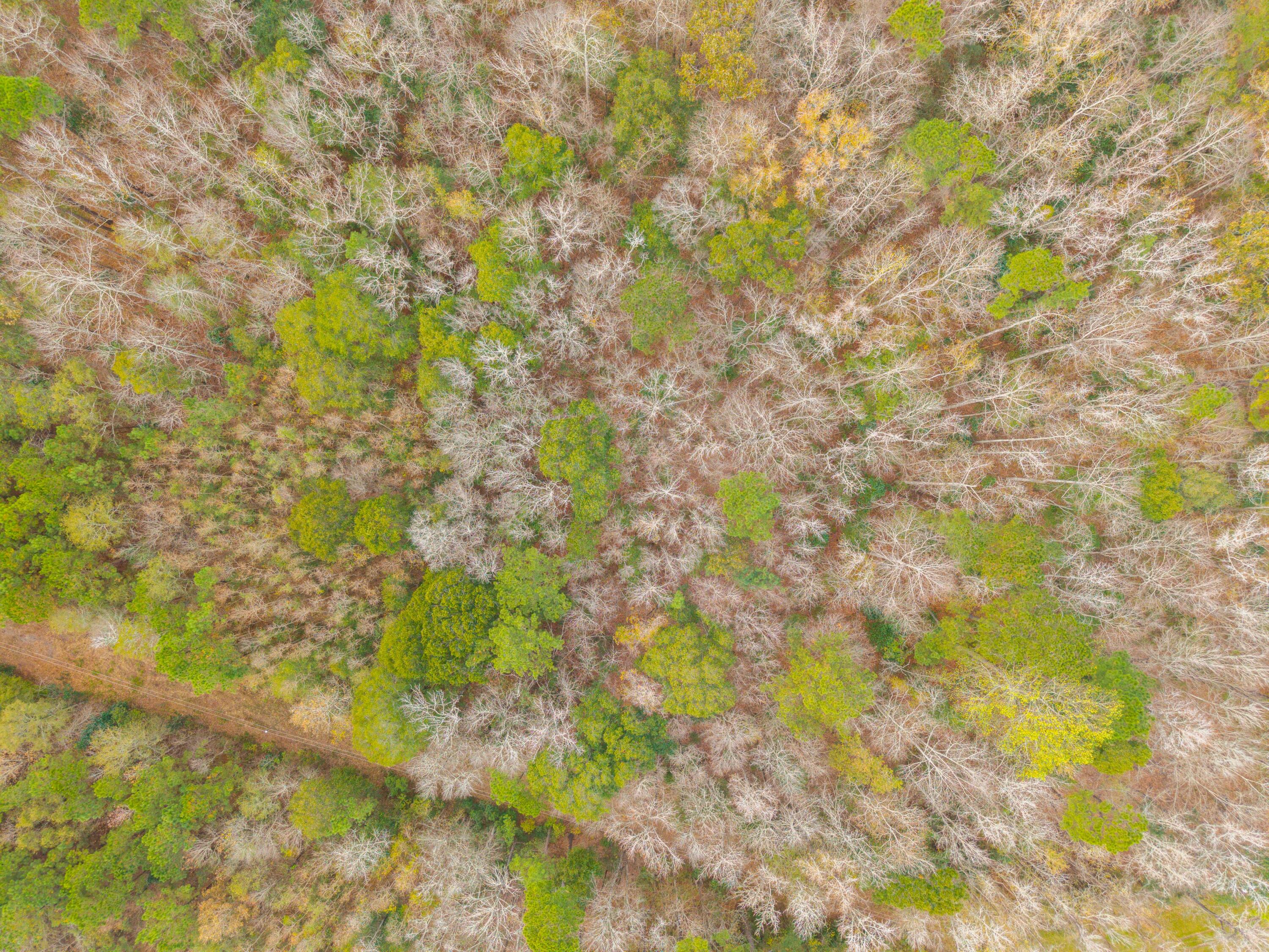 263 Haynesville Extension Moncks Corner, SC 29461 - Photo 25 of 26 DJI_20251201111048_0063_D