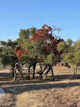 a view of a yard with street view