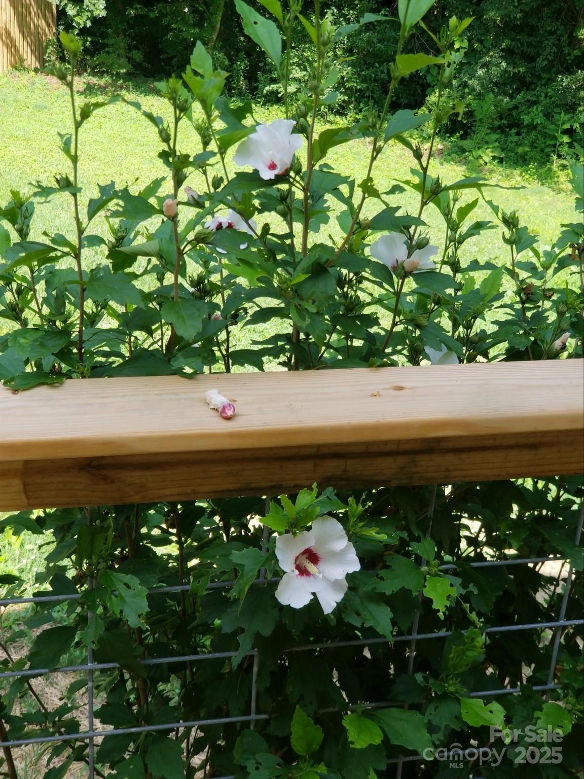 660 Pace Road Hendersonville, NC 28792 - Photo 24 of 31 a close view of a garden